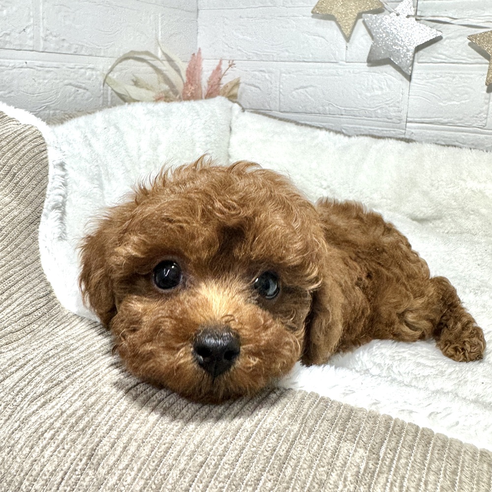 兵庫県のトイプードル(トイ) (犬の家＆猫の里ニッケパークタウン加古川店/2025年12月13日生まれ/女の子/レッドフォーン)の子犬の4枚目の画像