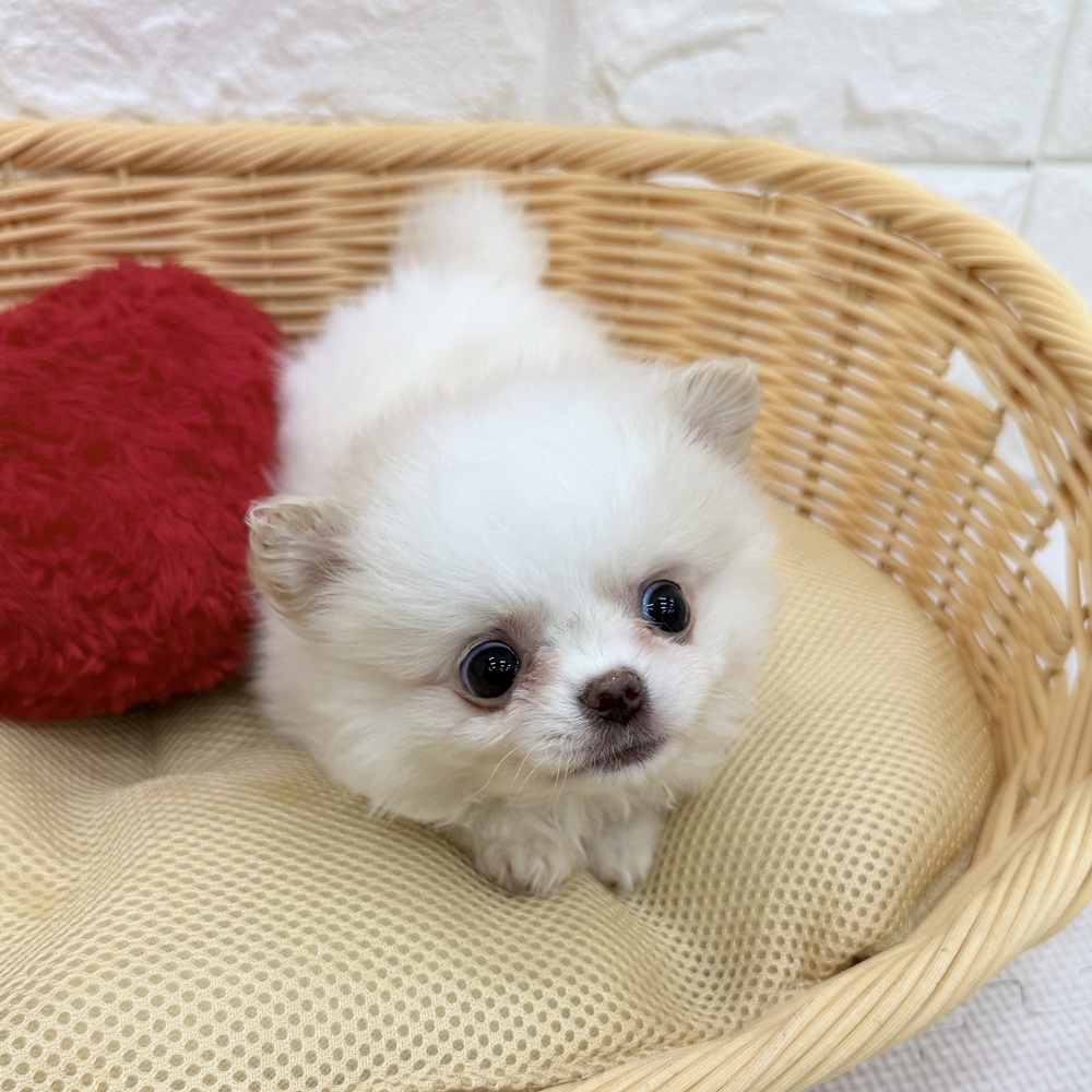 愛知県のポメチワ/チワポメ/ポメチー(ポメラニアン×チワワ) (犬の家＆猫の里MEGAドン・キホーテ東海名和店/2026年3月17日生まれ/男の子/クリーム)の子犬の4枚目の画像