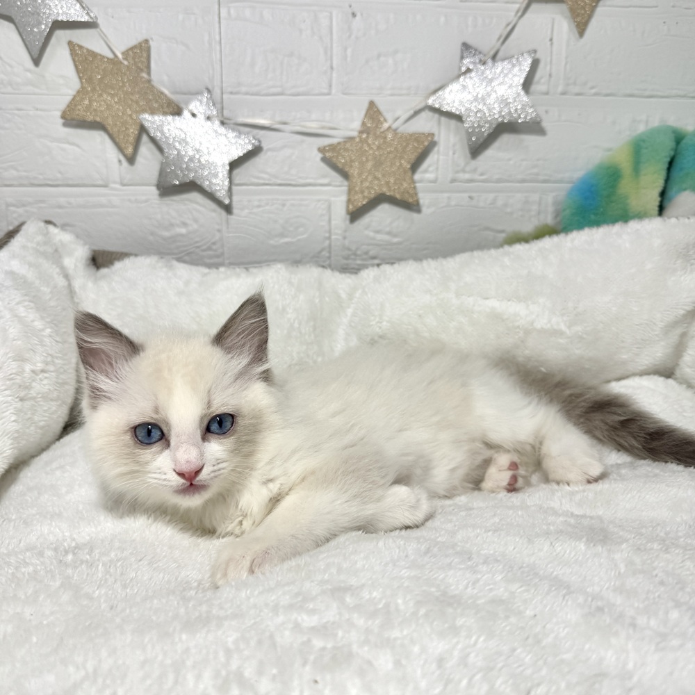 兵庫県のラグドール (犬の家＆猫の里ニッケパークタウン加古川店/2025年12月14日生まれ/男の子/ブルーポイントバイカラー)の子猫の4枚目の画像
