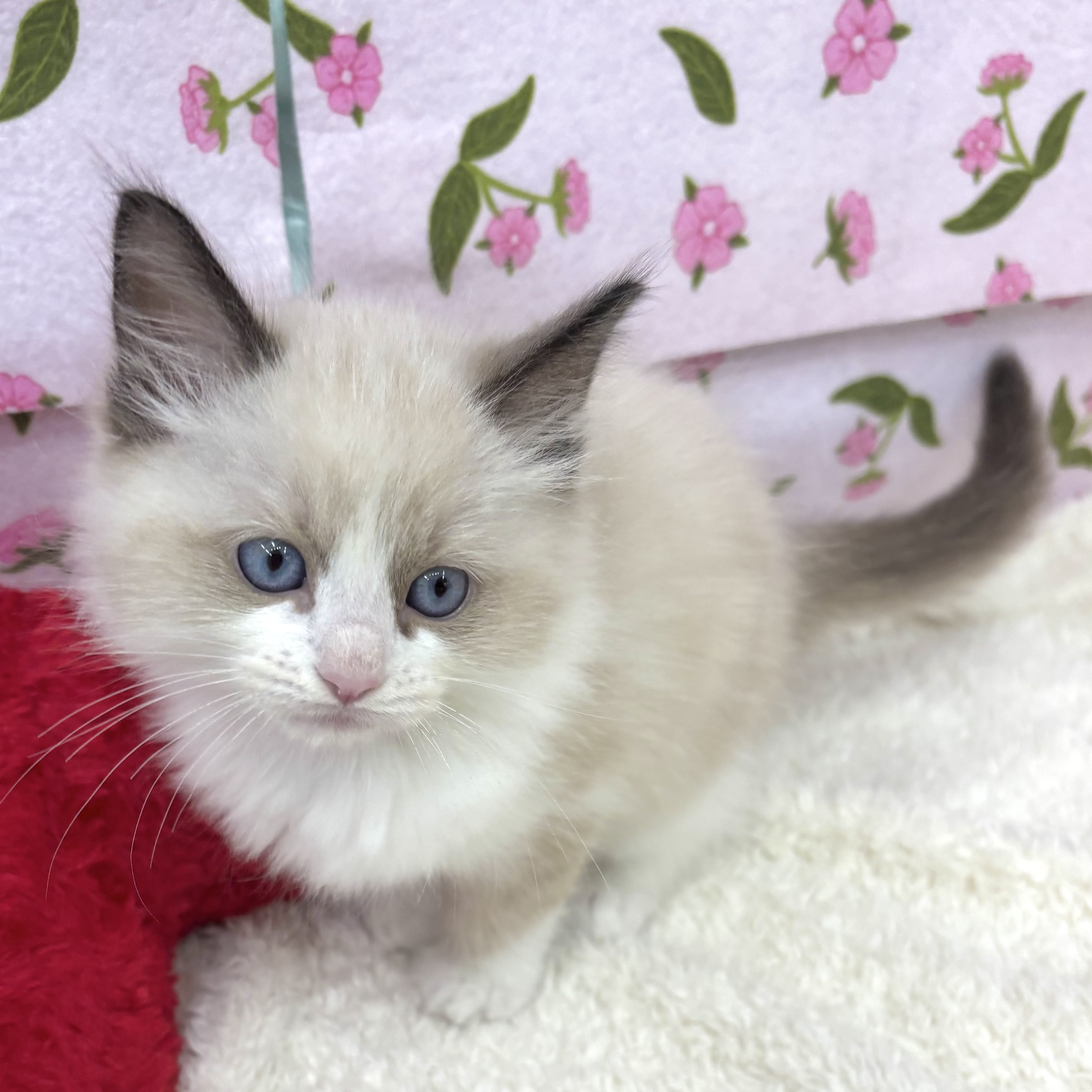 愛知県のラグドール (犬の家＆猫の里エアポートウォーク店/2026年7月1日生まれ/男の子/シールポイントバイカラー)の子猫の4枚目の画像