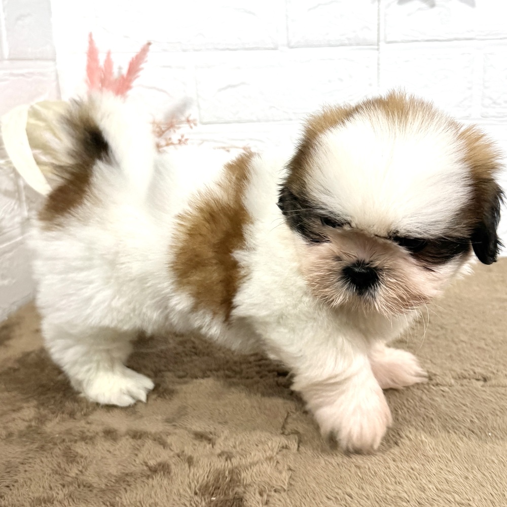 兵庫県のシーズー (犬の家＆猫の里ニッケパークタウン加古川店/2025年6月13日生まれ/男の子/ゴールドホワイト)の子犬の4枚目の画像