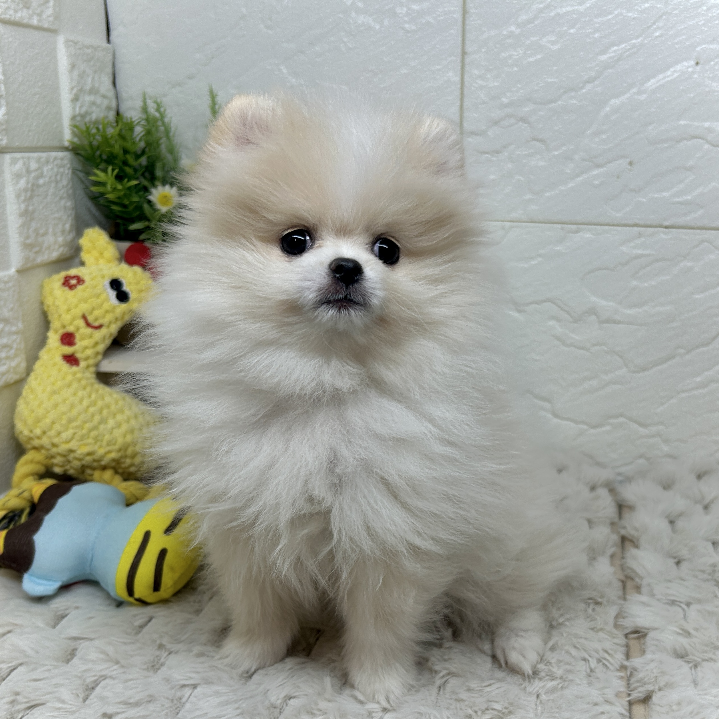 兵庫県のポメラニアン (犬の家＆猫の里ゆめタウン姫路店/2025年11月29日生まれ/女の子/クリームホワイト)の子犬の4枚目の画像