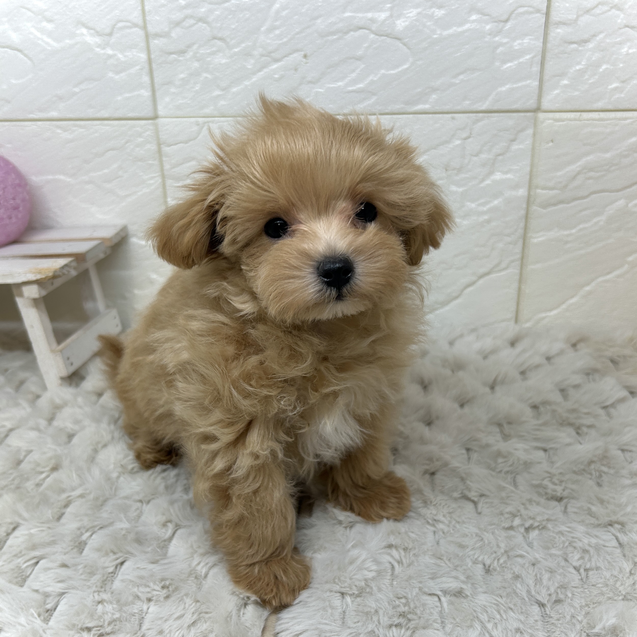 兵庫県のマルプー(マルチーズ×プードル) (犬の家＆猫の里ゆめタウン姫路店/2025年11月25日生まれ/男の子/アプリコットホワイト)の子犬の4枚目の画像