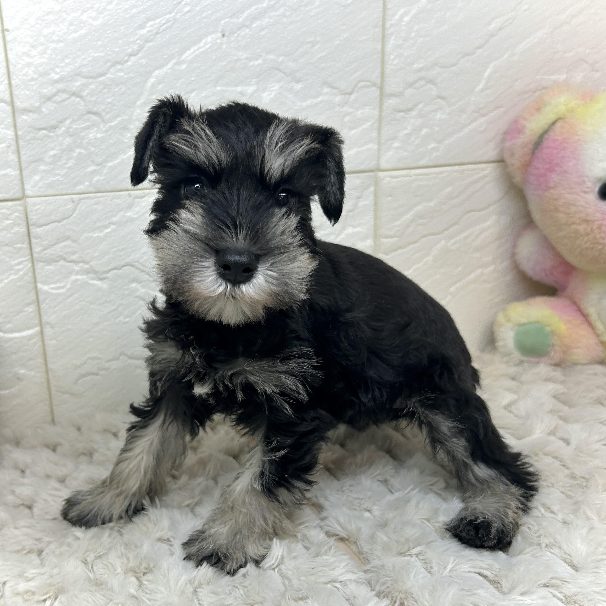 兵庫県のミニチュアシュナウザー (犬の家＆猫の里ゆめタウン姫路店/2025年12月2日生まれ/女の子/ブラックシルバー)の子犬の4枚目の画像
