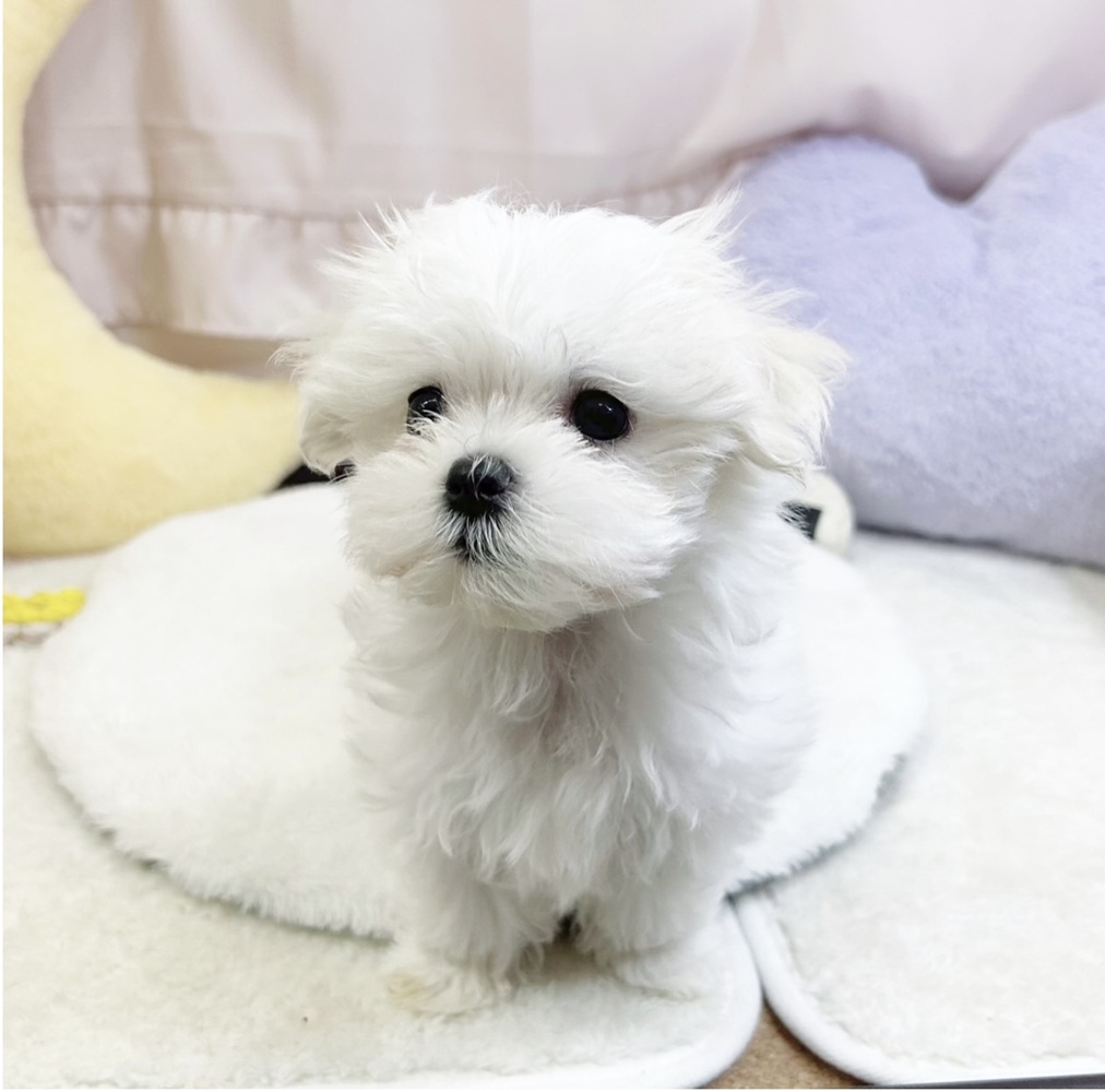 静岡県のマルチーズ (犬の家＆猫の里マークイズ静岡店/2026年5月19日生まれ/女の子/ホワイト)の子犬の4枚目の画像