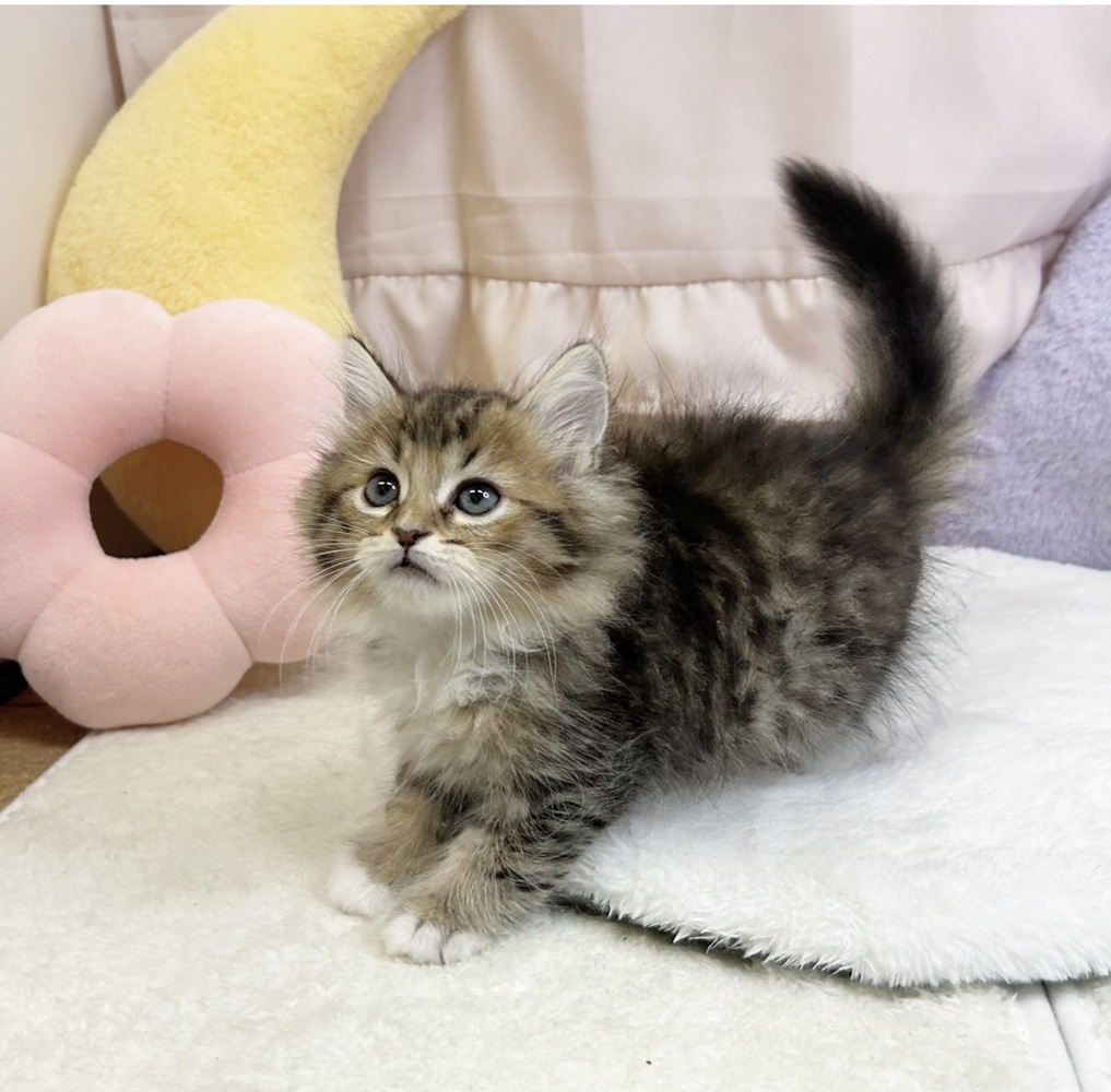 静岡県のラガマフィン (犬の家＆猫の里マークイズ静岡店/2026年5月26日生まれ/男の子/ブラウンタビーホワイト)の子猫の4枚目の画像