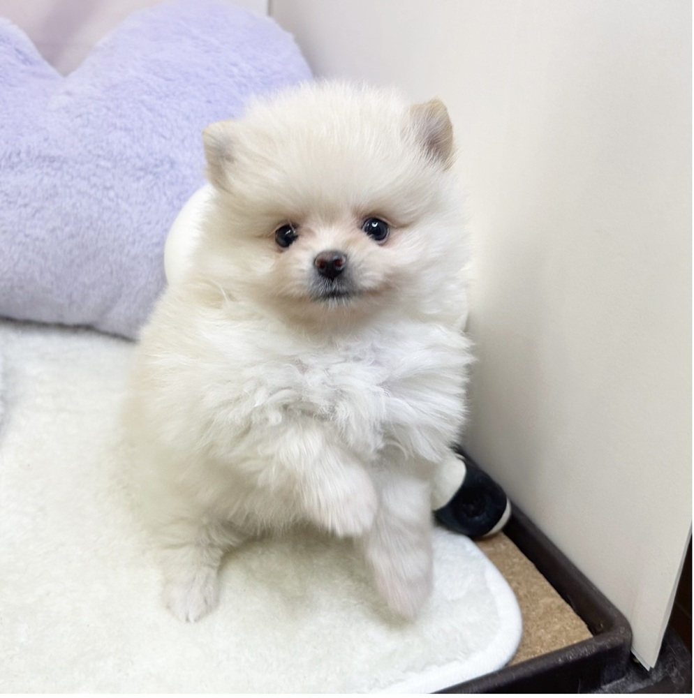 静岡県のポメラニアン (犬の家＆猫の里マークイズ静岡店/2026年5月25日生まれ/男の子/クリーム)の子犬の4枚目の画像
