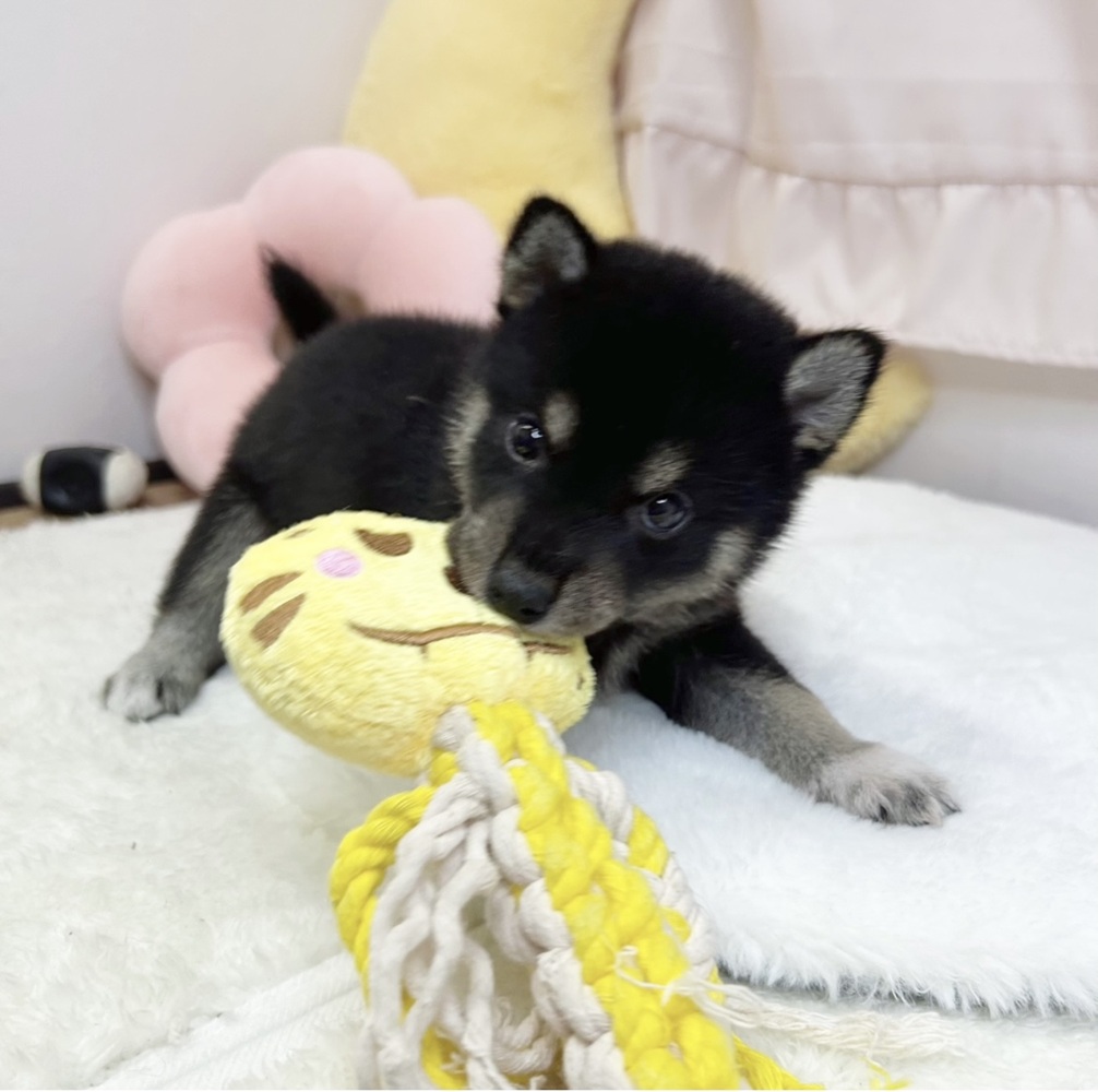 静岡県の柴犬(標準サイズ) (犬の家＆猫の里マークイズ静岡店/2026年5月26日生まれ/男の子/黒)の子犬の4枚目の画像