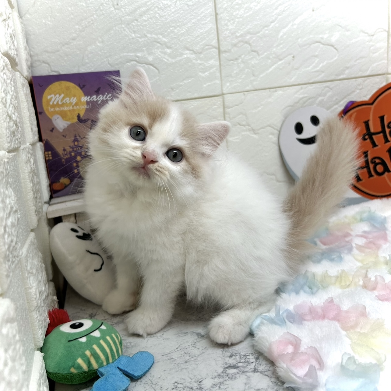 兵庫県のスコティッシュストレート (犬の家＆猫の里ゆめタウン姫路店/2025年7月13日生まれ/男の子/クリームタビーホワイト)の子猫の4枚目の画像