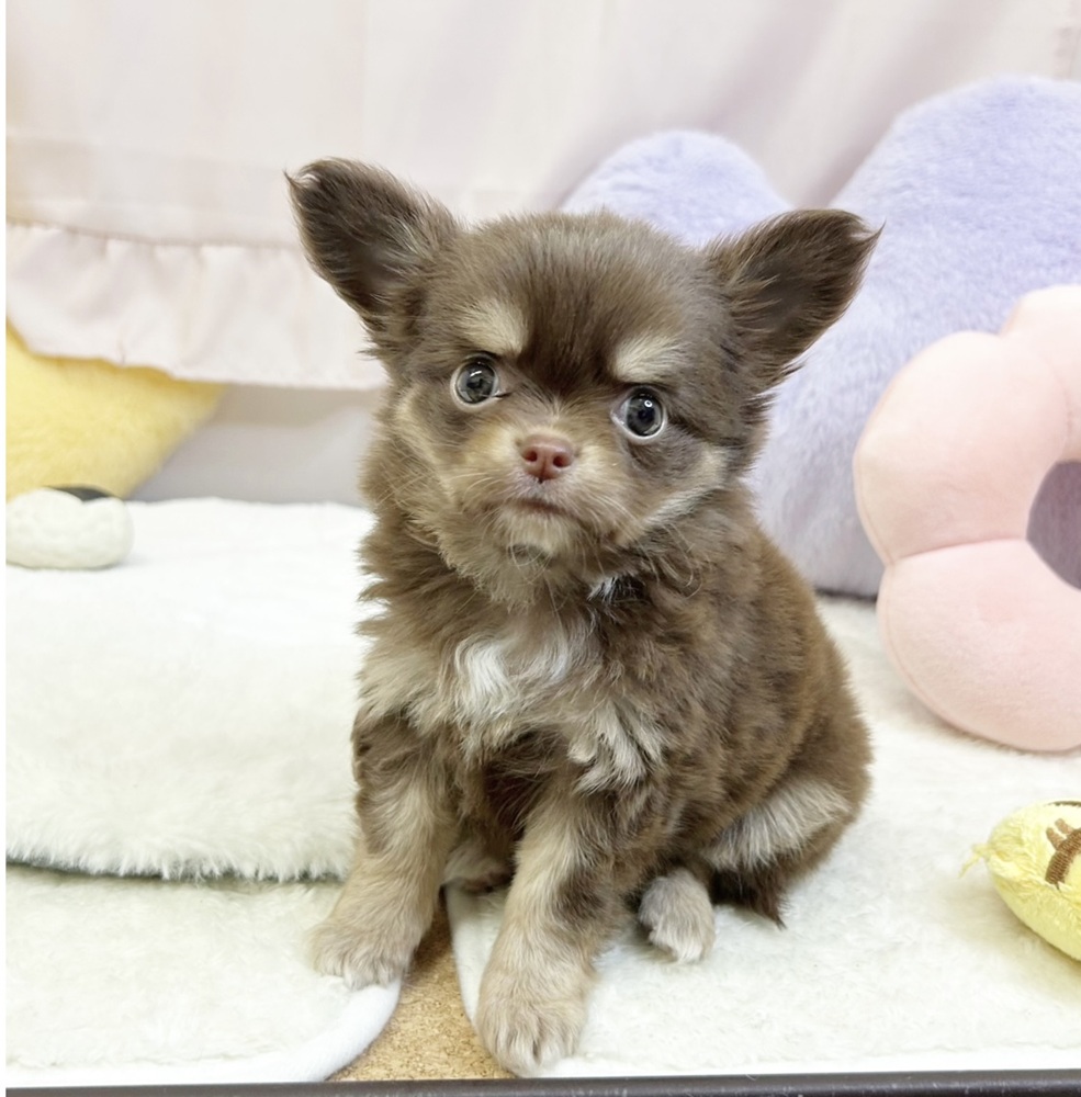 静岡県のチワワ(ロング) (犬の家＆猫の里マークイズ静岡店/2026年5月19日生まれ/女の子/チョコレートタンホワイト)の子犬の4枚目の画像