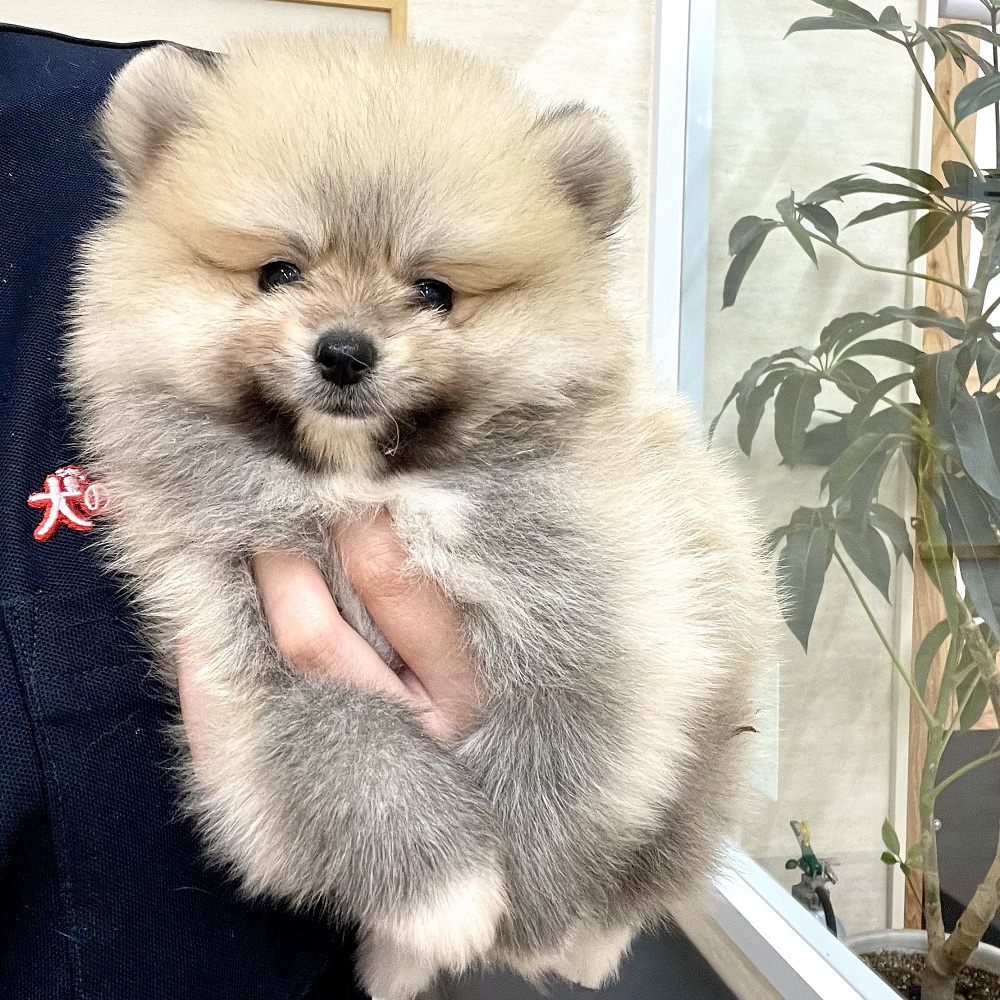 愛知県のポメラニアン (犬の家＆猫の里アミーゴ神の倉店/2026年7月1日生まれ/男の子/オレンジセーブル)の子犬の4枚目の画像