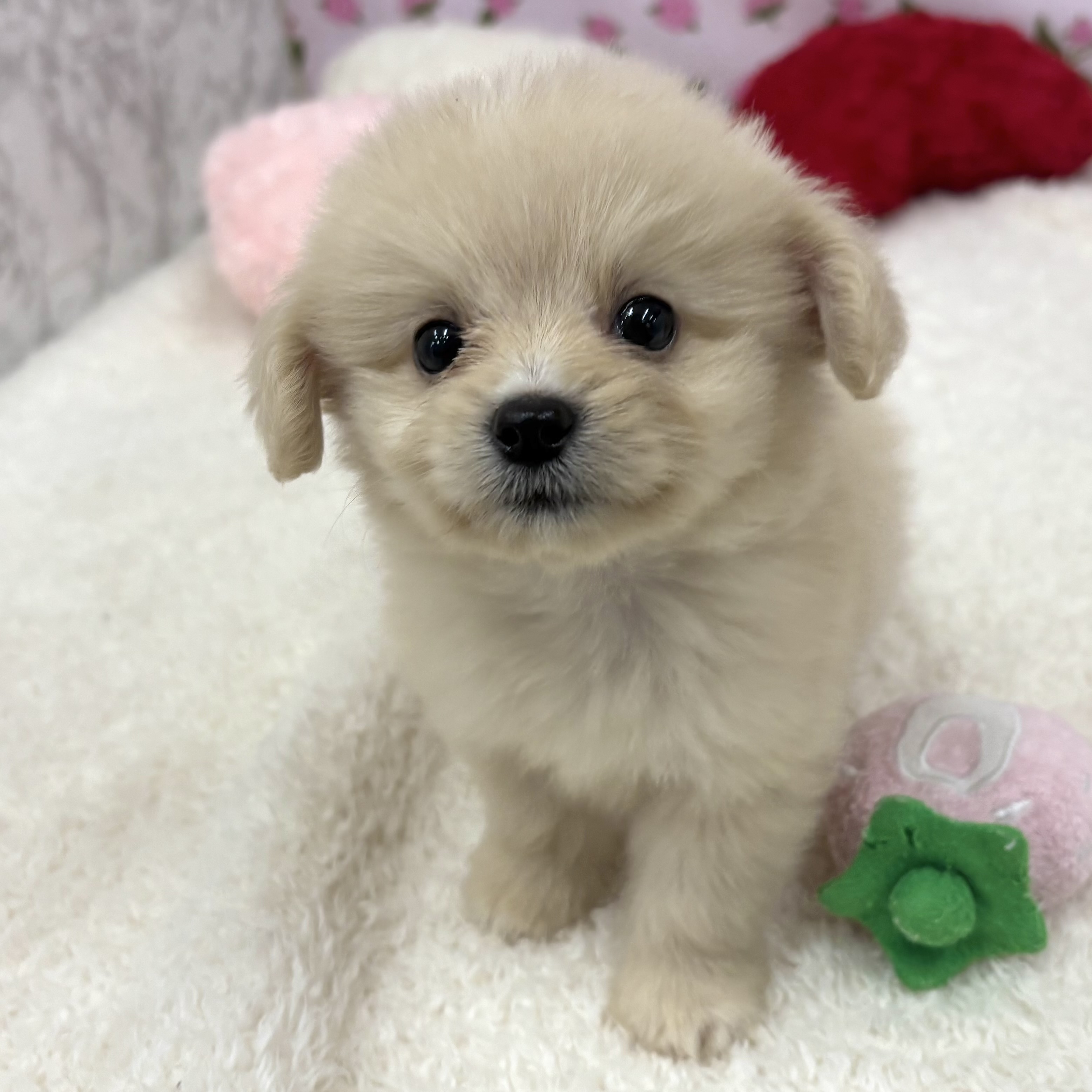 愛知県のポメックス(ポメラニアン×ダックス) (犬の家＆猫の里エアポートウォーク店/2026年7月12日生まれ/男の子/クリーム)の子犬の4枚目の画像