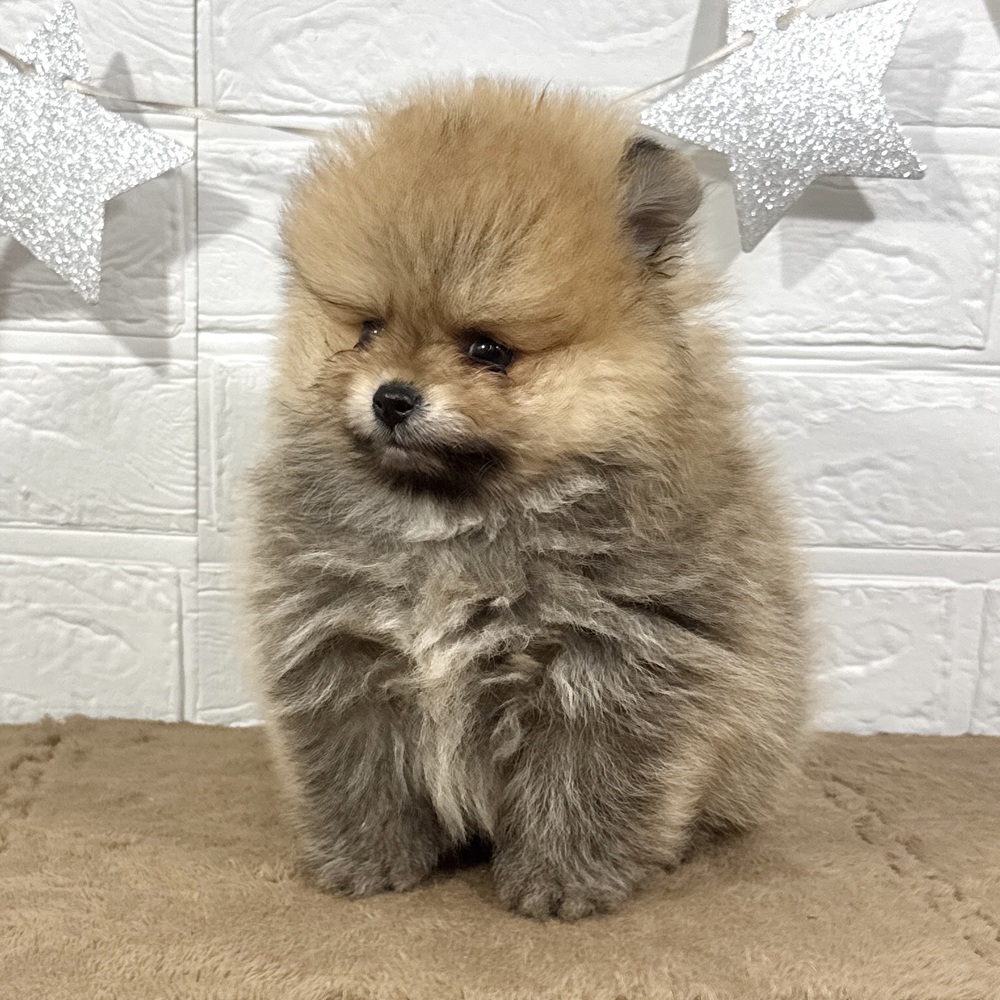 兵庫県のポメラニアン (犬の家＆猫の里ニッケパークタウン加古川店/2025年6月18日生まれ/男の子/オレンジ)の子犬の4枚目の画像