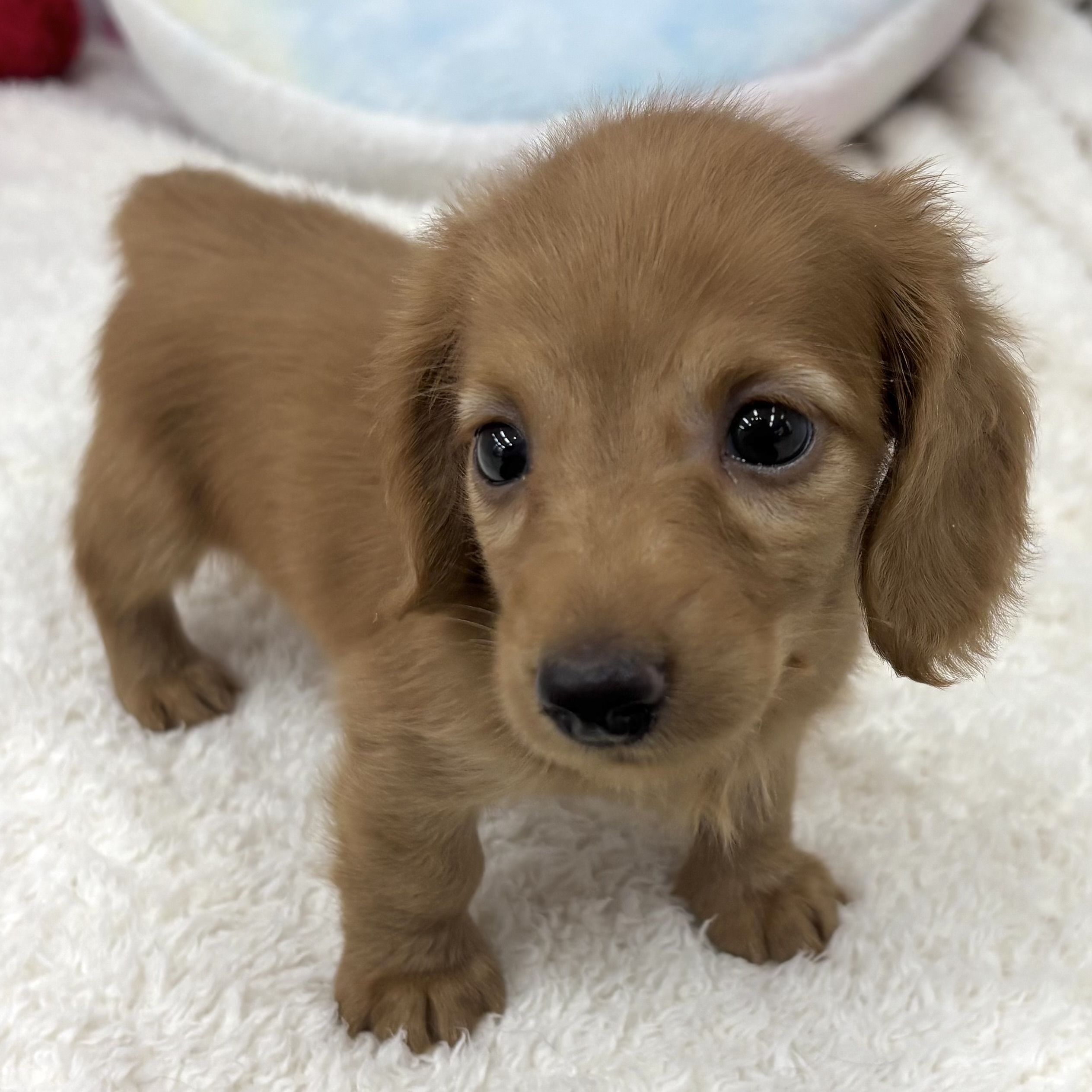 愛知県のミニチュアダックスフンド(ロング) (犬の家＆猫の里エアポートウォーク店/2026年7月14日生まれ/男の子/レッド)の子犬の4枚目の画像
