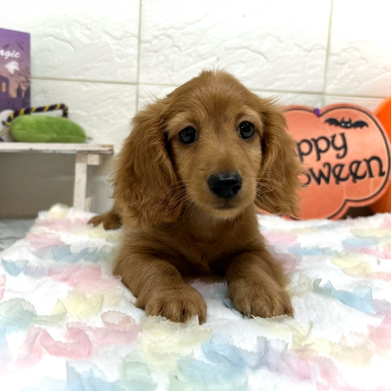 兵庫県のミニチュアダックスフンド(ロング) (犬の家＆猫の里ゆめタウン姫路店/2025年7月15日生まれ/男の子/ゴールド)の子犬の4枚目の画像