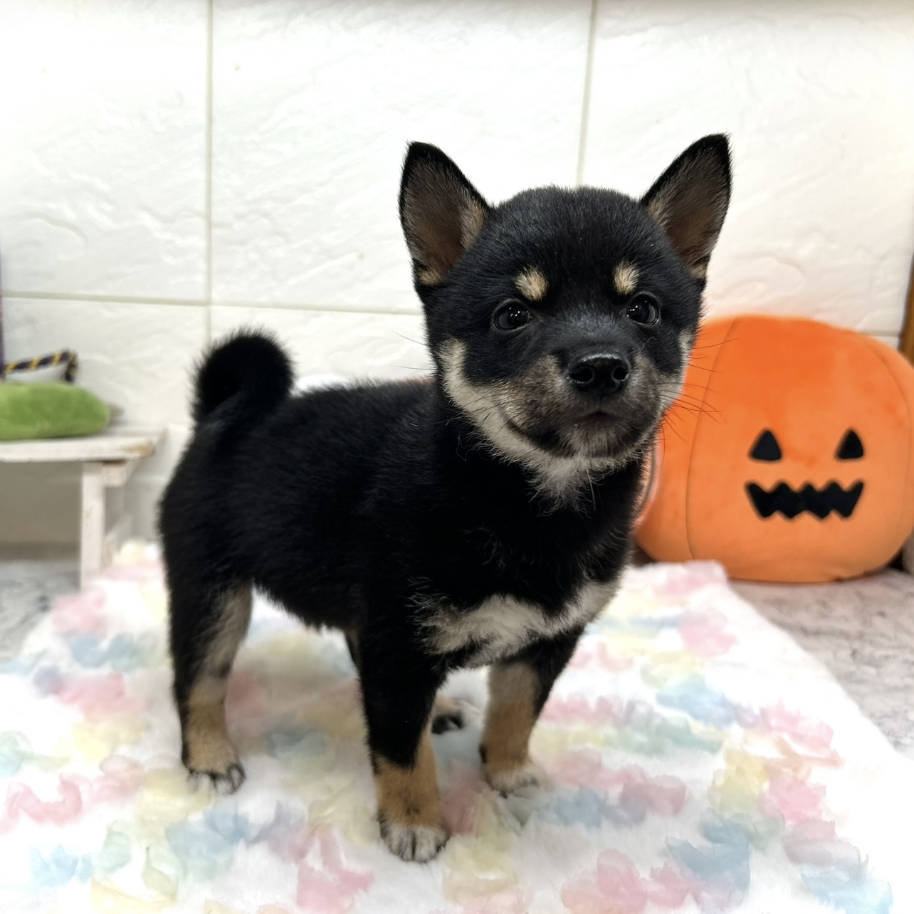 兵庫県の豆柴 (犬の家＆猫の里ゆめタウン姫路店/2025年7月15日生まれ/女の子/黒)の子犬の4枚目の画像