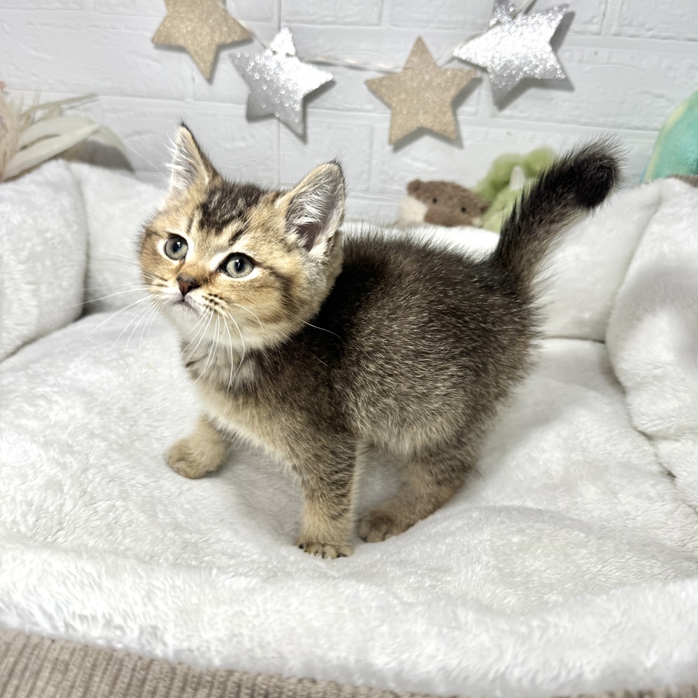 兵庫県のブリティッシュショートヘアー (犬の家＆猫の里ニッケパークタウン加古川店/2026年1月1日生まれ/男の子/ブラウンティックドタビー)の子猫の4枚目の画像