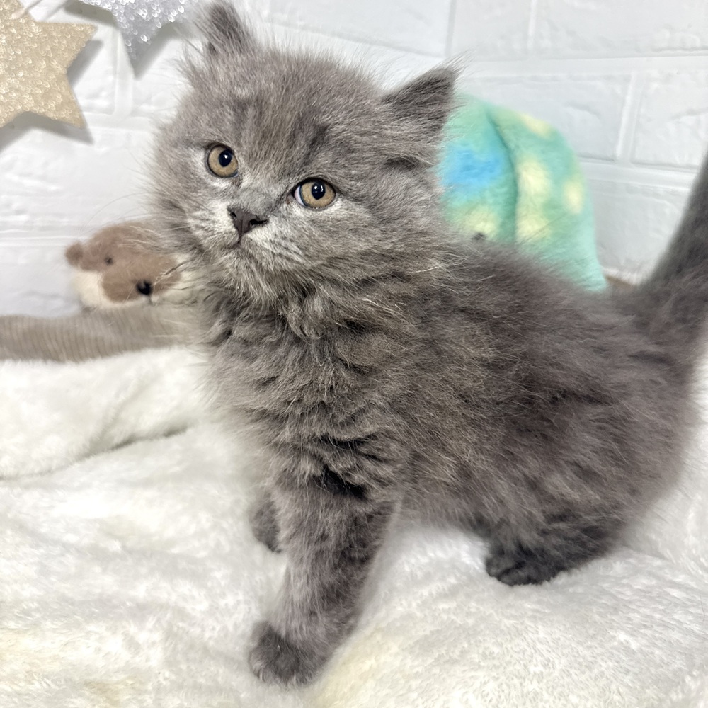 兵庫県のブリティッシュロングヘアー (犬の家＆猫の里ニッケパークタウン加古川店/2026年8月6日生まれ/男の子/ブルー)の子猫の4枚目の画像