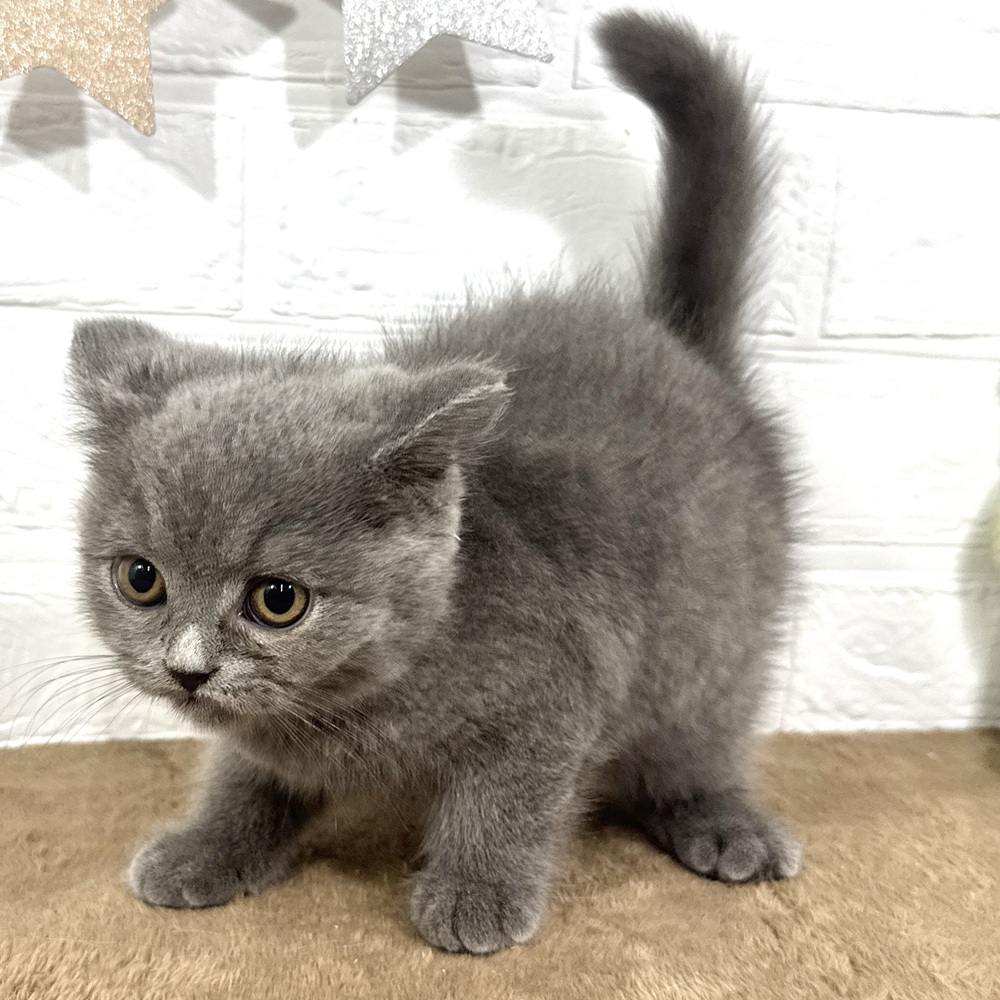 兵庫県のスコティッシュストレート (犬の家＆猫の里ニッケパークタウン加古川店/2025年6月12日生まれ/男の子/ブルー)の子猫の4枚目の画像