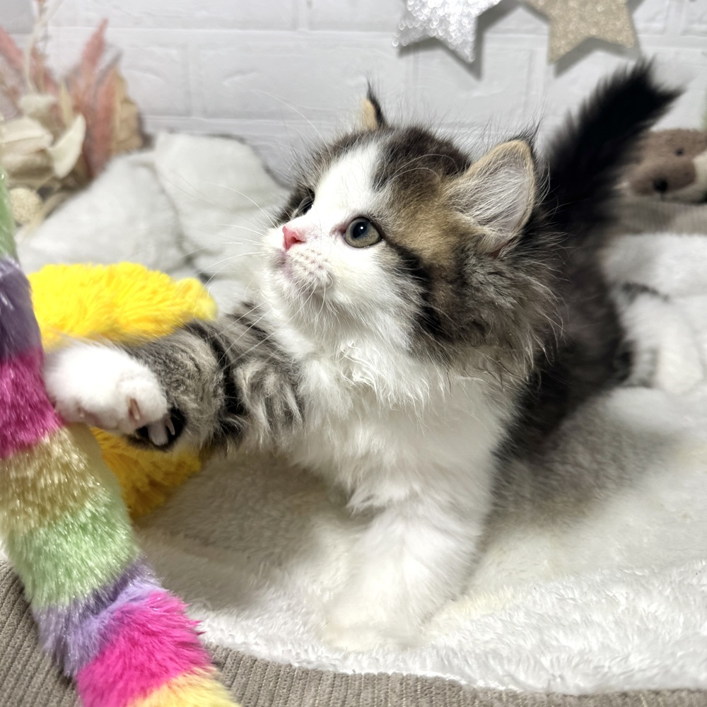 兵庫県のスコティッシュストレート (犬の家＆猫の里ニッケパークタウン加古川店/2026年8月9日生まれ/男の子/ブラウンタビーホワイト)の子猫の4枚目の画像