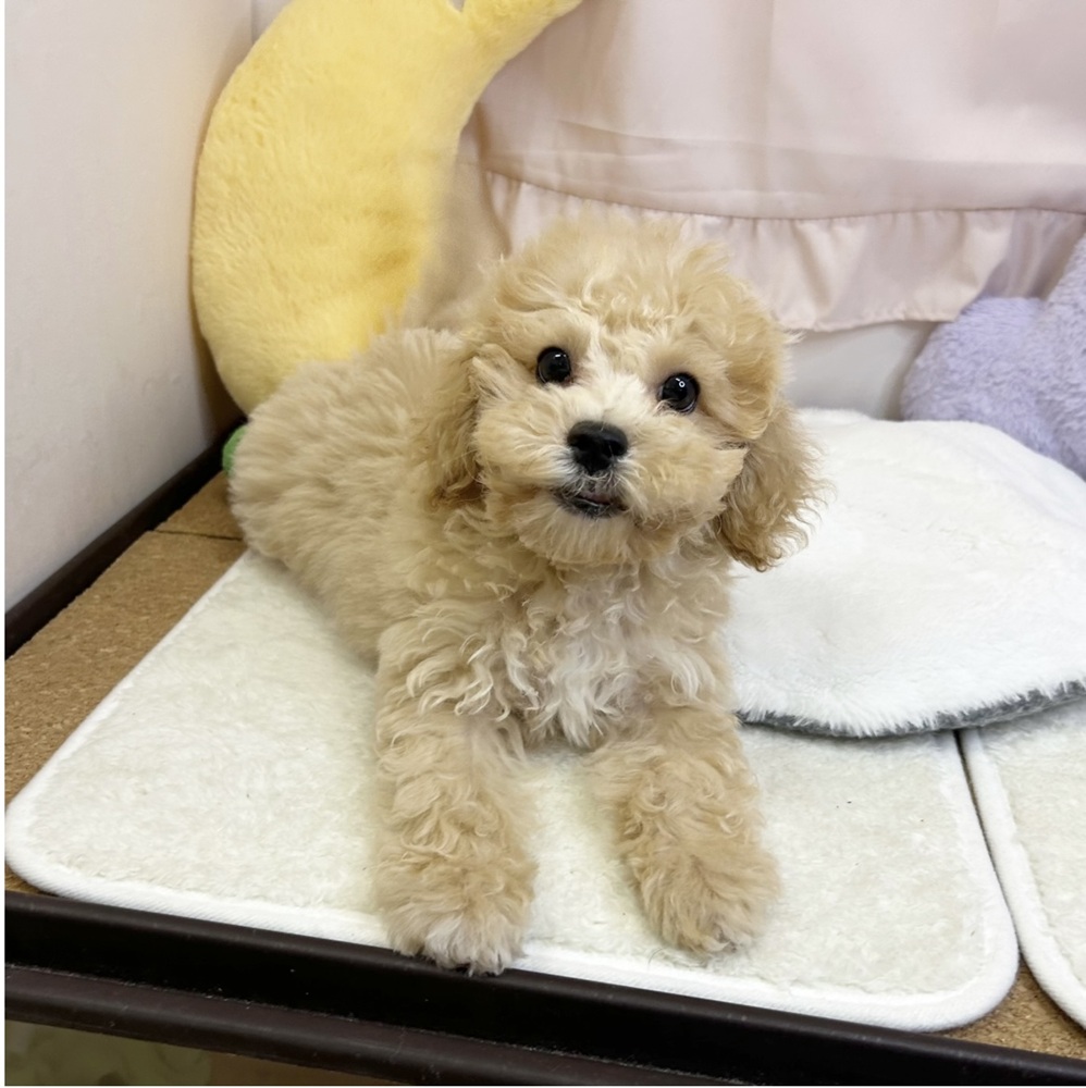 静岡県のビションプー(ビションフリーゼ×プードル) (犬の家＆猫の里マークイズ静岡店/2026年5月3日生まれ/男の子/アプリコット)の子犬の4枚目の画像
