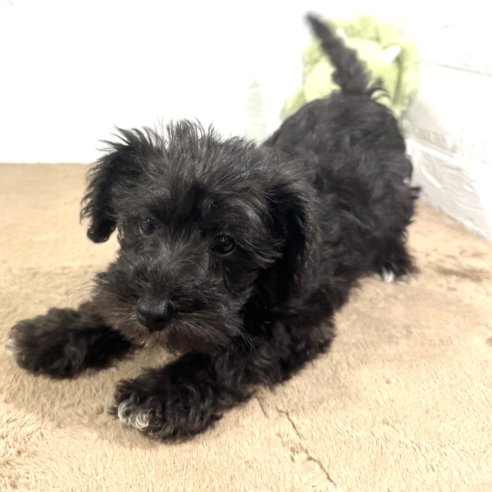 兵庫県のシュナプー(シュナウザー×プードル) (犬の家＆猫の里ニッケパークタウン加古川店/2025年6月19日生まれ/男の子/ブラック)の子犬の4枚目の画像