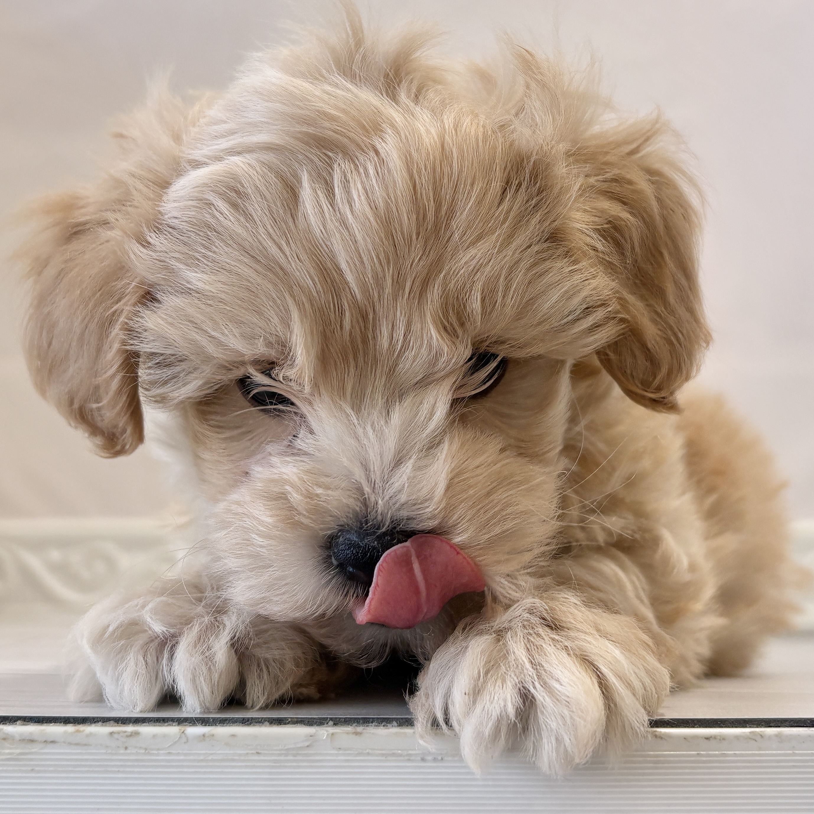 愛知県のマルプー(マルチーズ×プードル) (犬の家＆猫の里春日井本店/2025年11月10日生まれ/男の子/アプリコット)の子犬の4枚目の画像