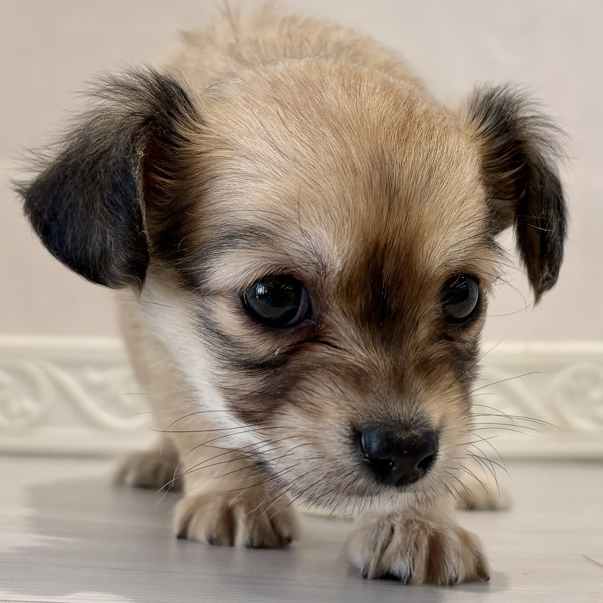 愛知県のチワックス(チワワ×ダックス) (犬の家＆猫の里春日井本店/2025年11月10日生まれ/男の子/フォーン)の子犬の4枚目の画像
