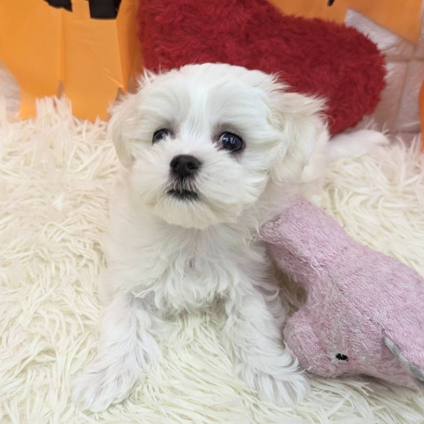 愛知県のマルチーズ (犬の家＆猫の里MEGAドン・キホーテ東海名和店/2025年8月30日生まれ/女の子/ホワイト)の子犬の4枚目の画像