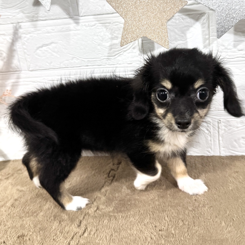兵庫県のチワックス(チワワ×ダックス) (犬の家＆猫の里ニッケパークタウン加古川店/2025年6月12日生まれ/女の子/ブラックタンホワイト)の子犬の4枚目の画像