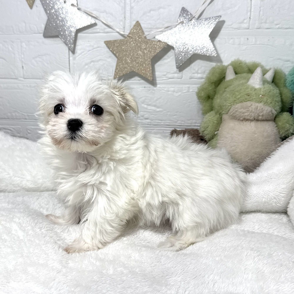 兵庫県のマルチーズ (犬の家＆猫の里ニッケパークタウン加古川店/2026年1月15日生まれ/女の子/ホワイト)の子犬の4枚目の画像