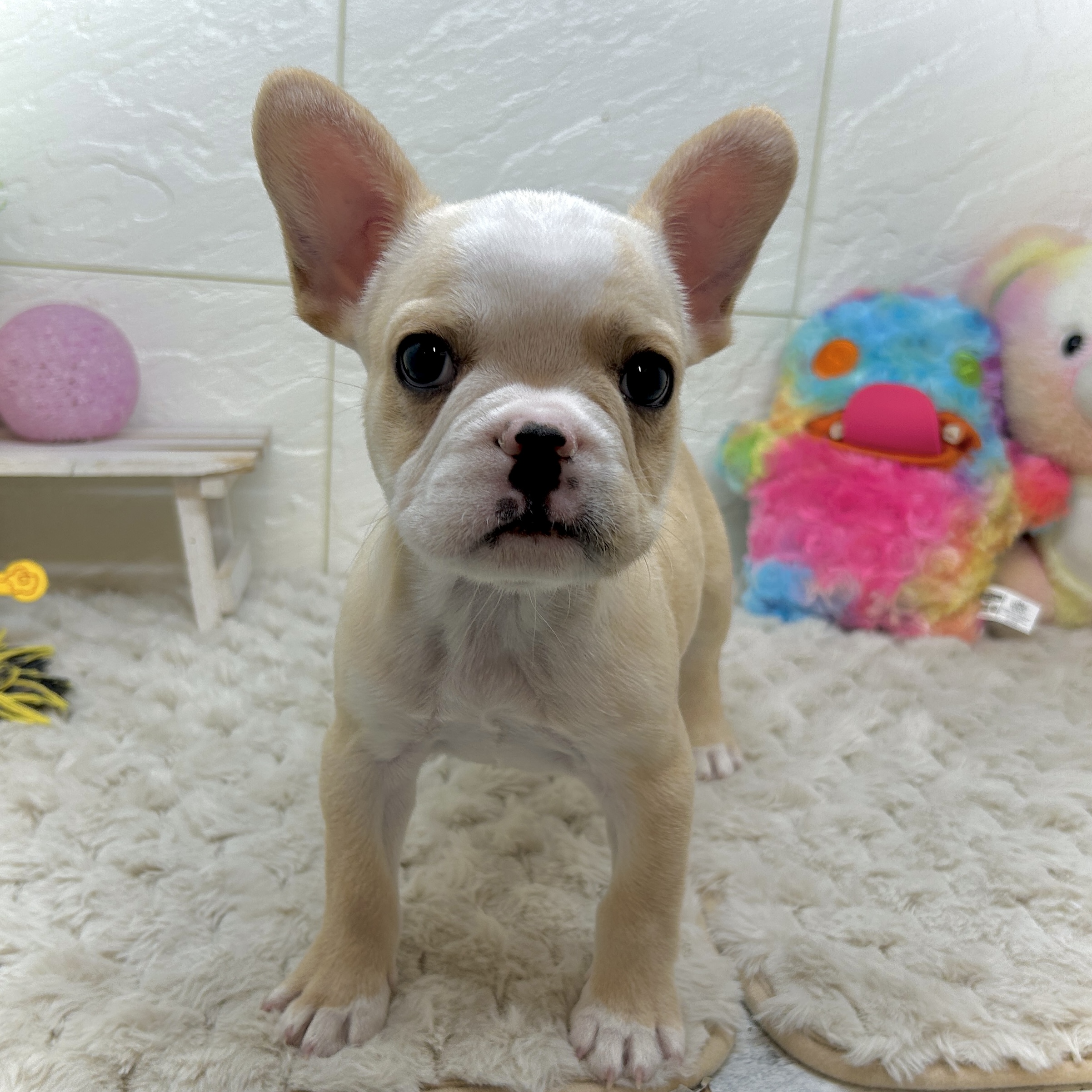 兵庫県のフレンチブルドッグ (犬の家＆猫の里ゆめタウン姫路店/2025年12月7日生まれ/男の子/クリーム)の子犬の4枚目の画像