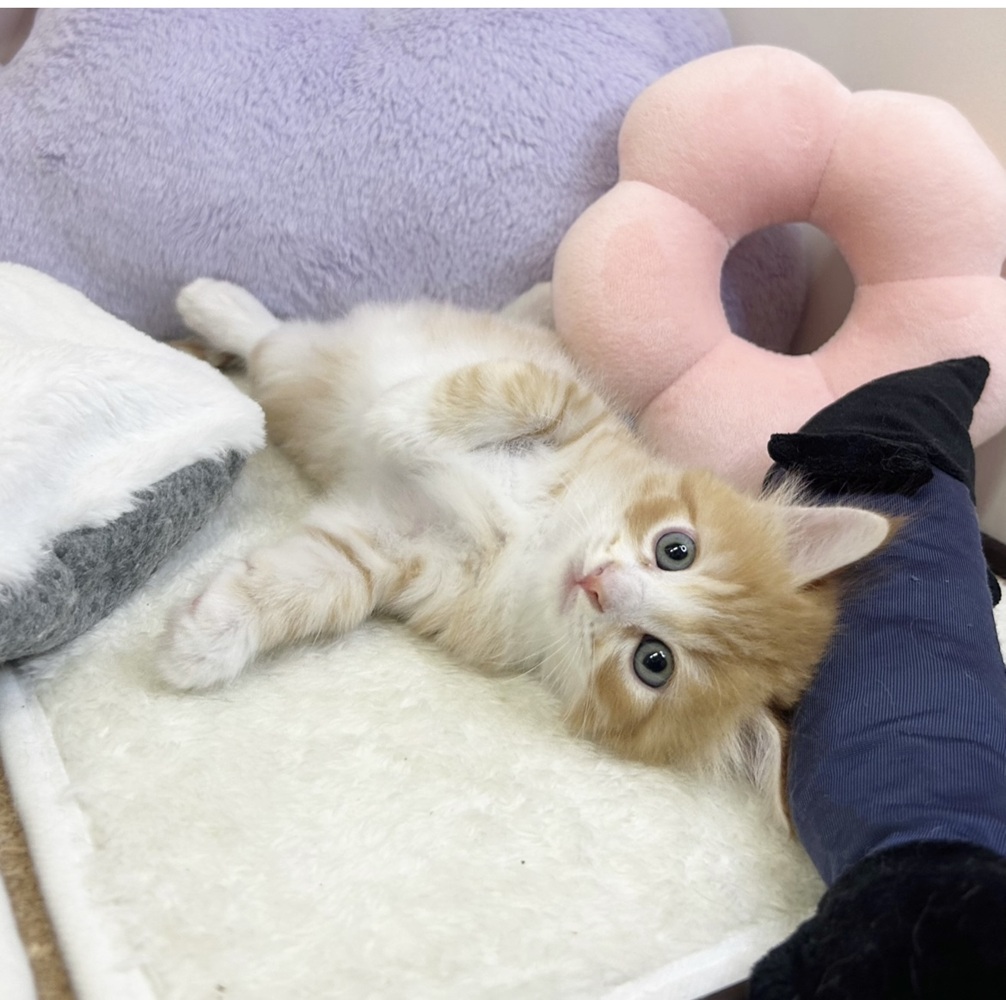 静岡県のマンチカン (犬の家＆猫の里マークイズ静岡店/2026年6月9日生まれ/男の子/レッドタビーホワイト)の子猫の4枚目の画像