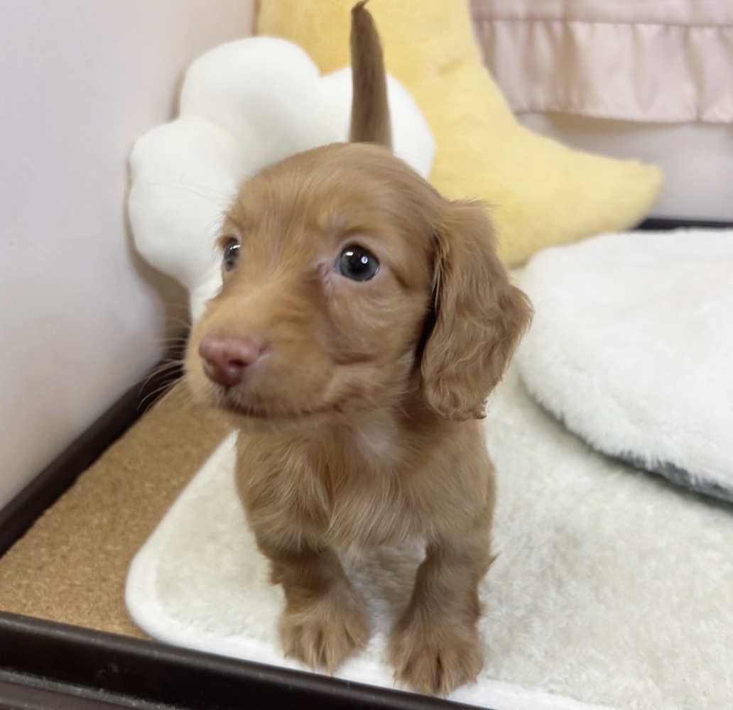 静岡県のミニチュアダックスフンド(ロング) (犬の家＆猫の里マークイズ静岡店/2026年6月9日生まれ/女の子/クリアレッド)の子犬の4枚目の画像