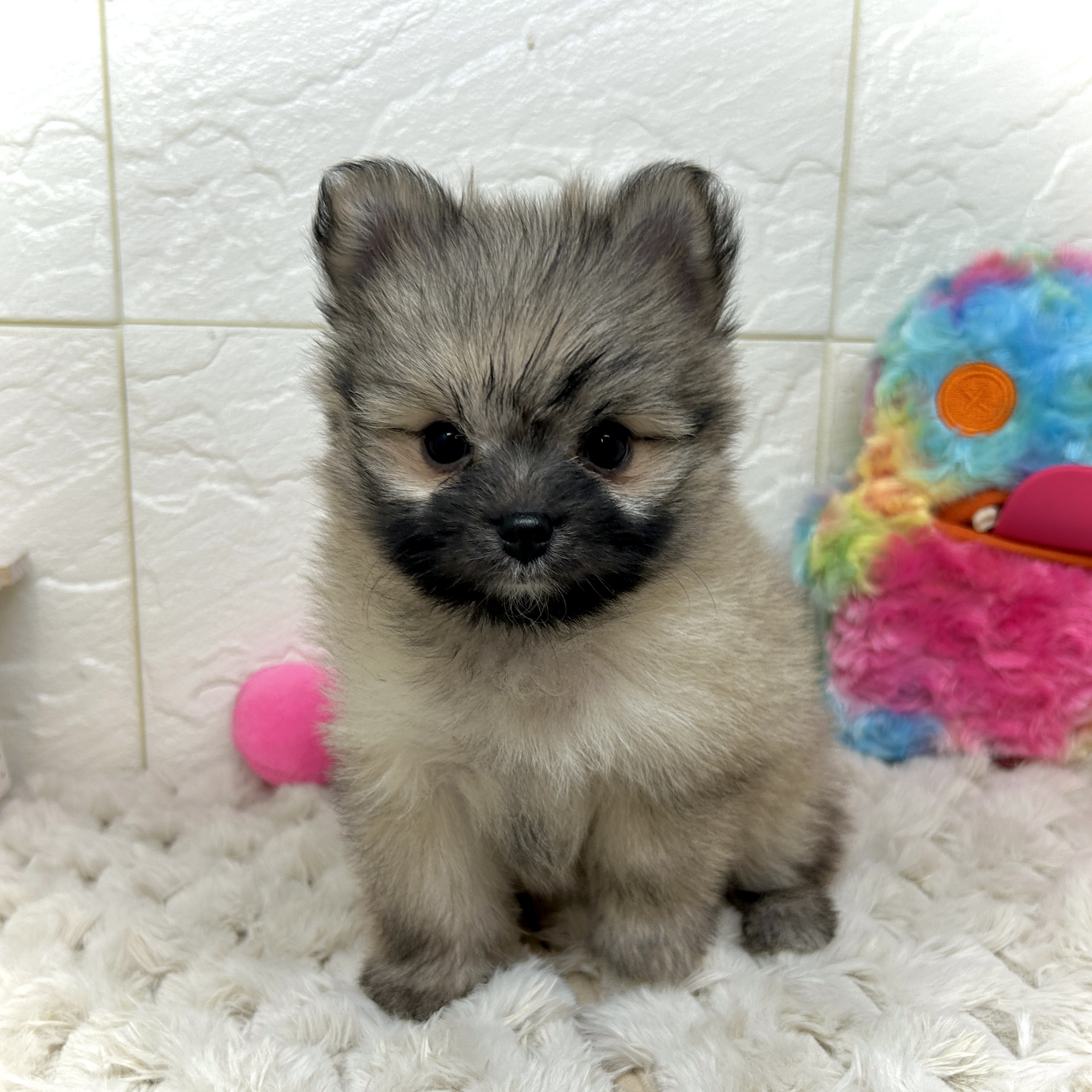 兵庫県のポメマル/マルポメ(ポメラニアン×マルチーズ) (犬の家＆猫の里ゆめタウン姫路店/2025年12月7日生まれ/女の子/フォーン)の子犬の4枚目の画像