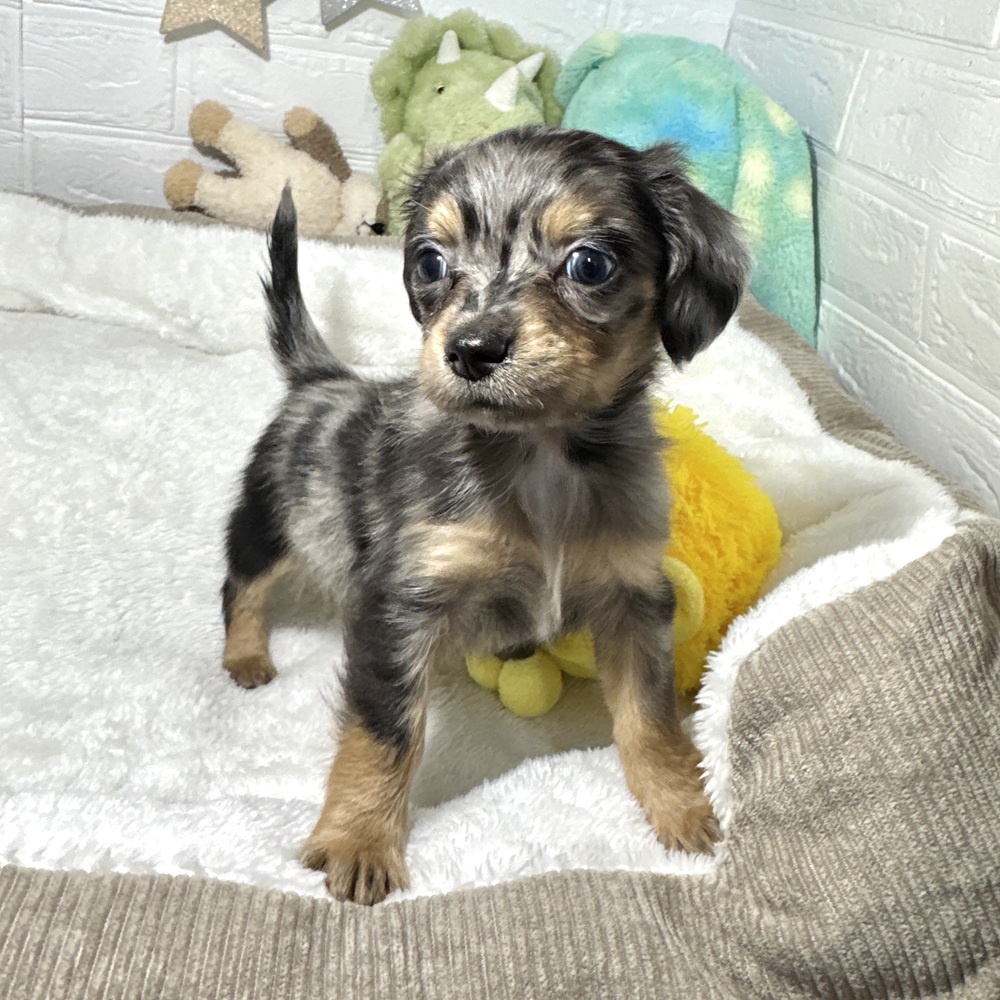 ハーフ犬男の子の写真