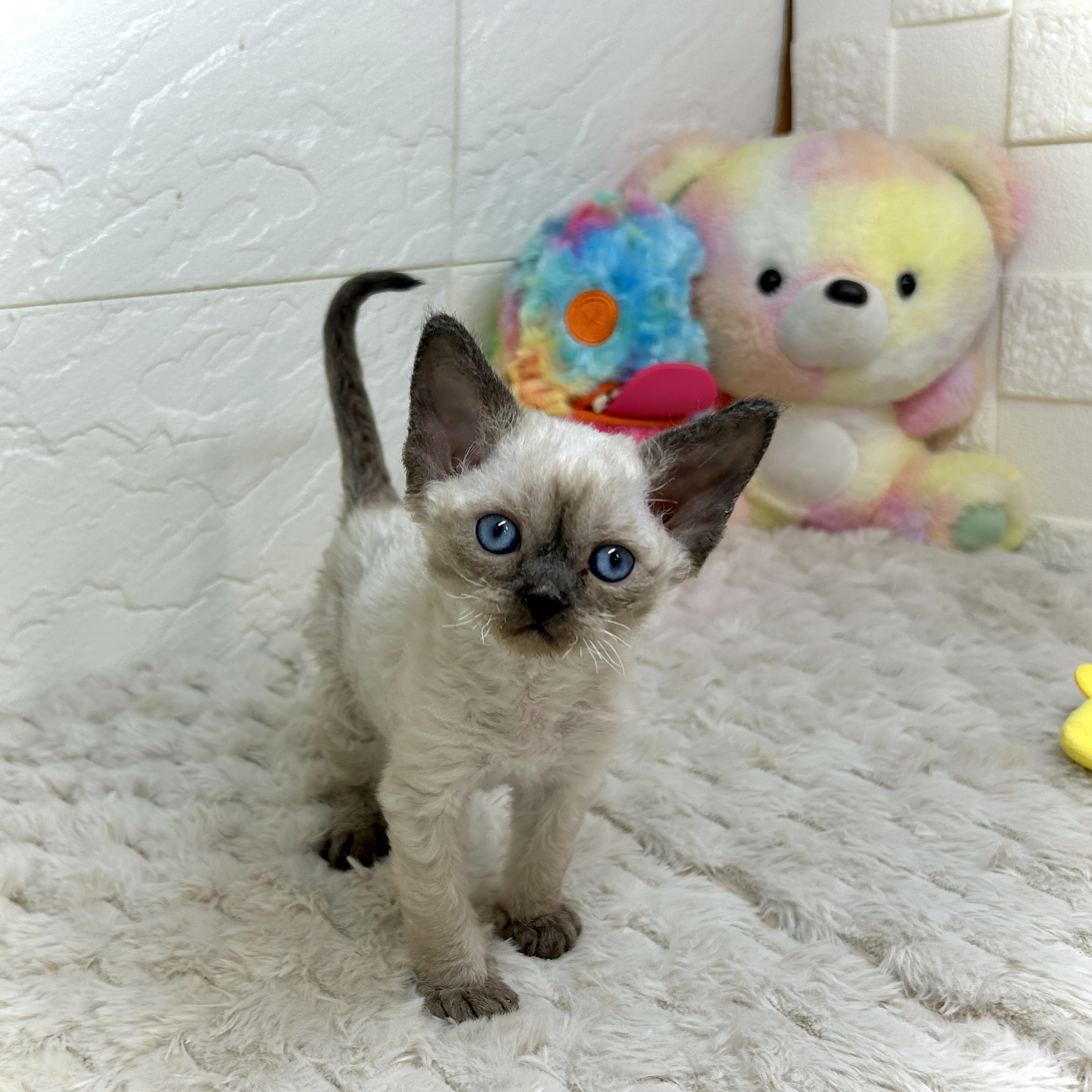 兵庫県のデボンレックス (犬の家＆猫の里ゆめタウン姫路店/2025年12月9日生まれ/男の子/シールポイント)の子猫の4枚目の画像