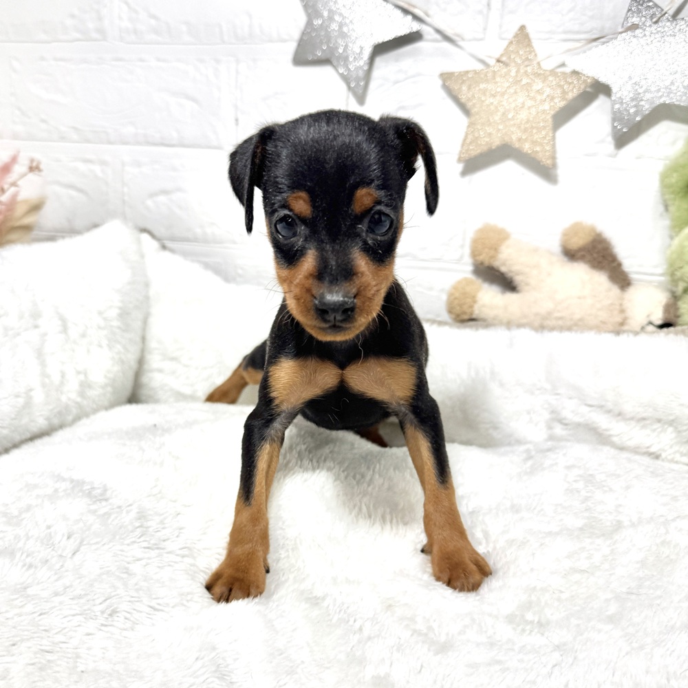 兵庫県のミニチュアピンシャー (犬の家＆猫の里ニッケパークタウン加古川店/2026年1月17日生まれ/女の子/ブラックタン)の子犬の4枚目の画像