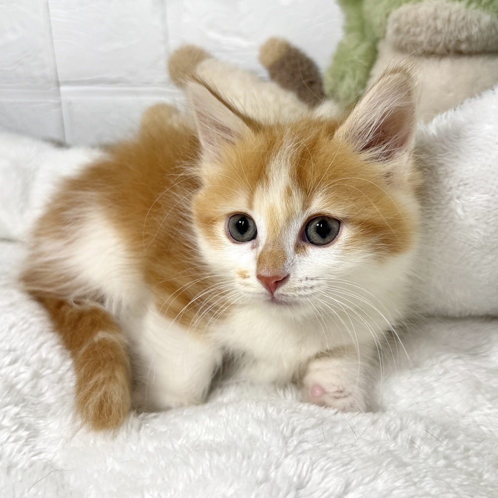 兵庫県のマンチカン (犬の家＆猫の里ニッケパークタウン加古川店/2026年1月18日生まれ/男の子/レッドタビーホワイト)の子猫の4枚目の画像