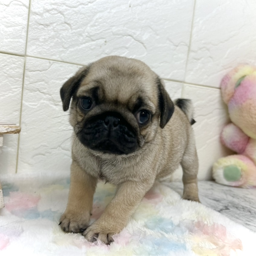 兵庫県のパグ (犬の家＆猫の里ゆめタウン姫路店/2025年9月25日生まれ/女の子/フォーン)の子犬の4枚目の画像