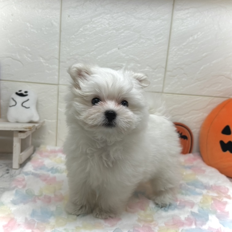 兵庫県のポメマル/マルポメ(ポメラニアン×マルチーズ) (犬の家＆猫の里ゆめタウン姫路店/2025年7月25日生まれ/女の子/ホワイト)の子犬の4枚目の画像