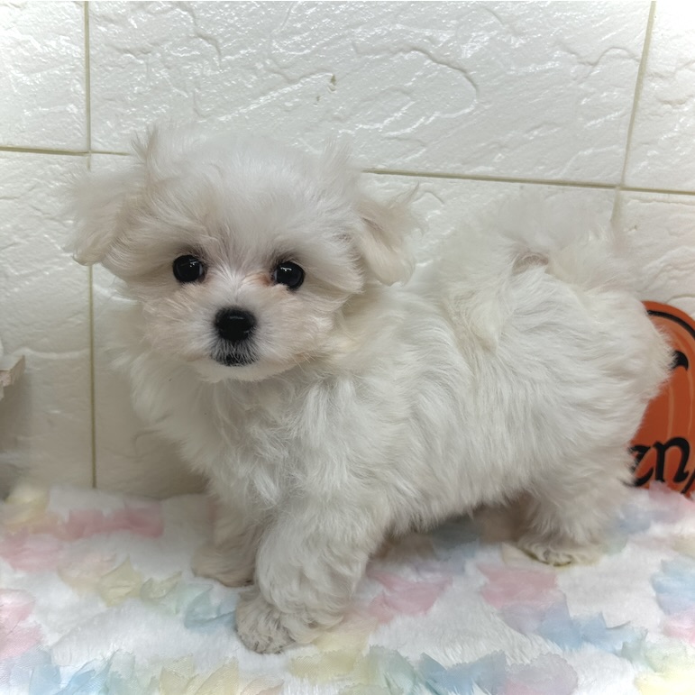 兵庫県のマルチーズ (犬の家＆猫の里ゆめタウン姫路店/2025年7月27日生まれ/女の子/ホワイト)の子犬の4枚目の画像