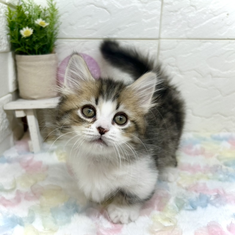 兵庫県のミヌエット (犬の家＆猫の里ゆめタウン姫路店/2025年9月21日生まれ/男の子/ブラウンタビーホワイト)の子猫
