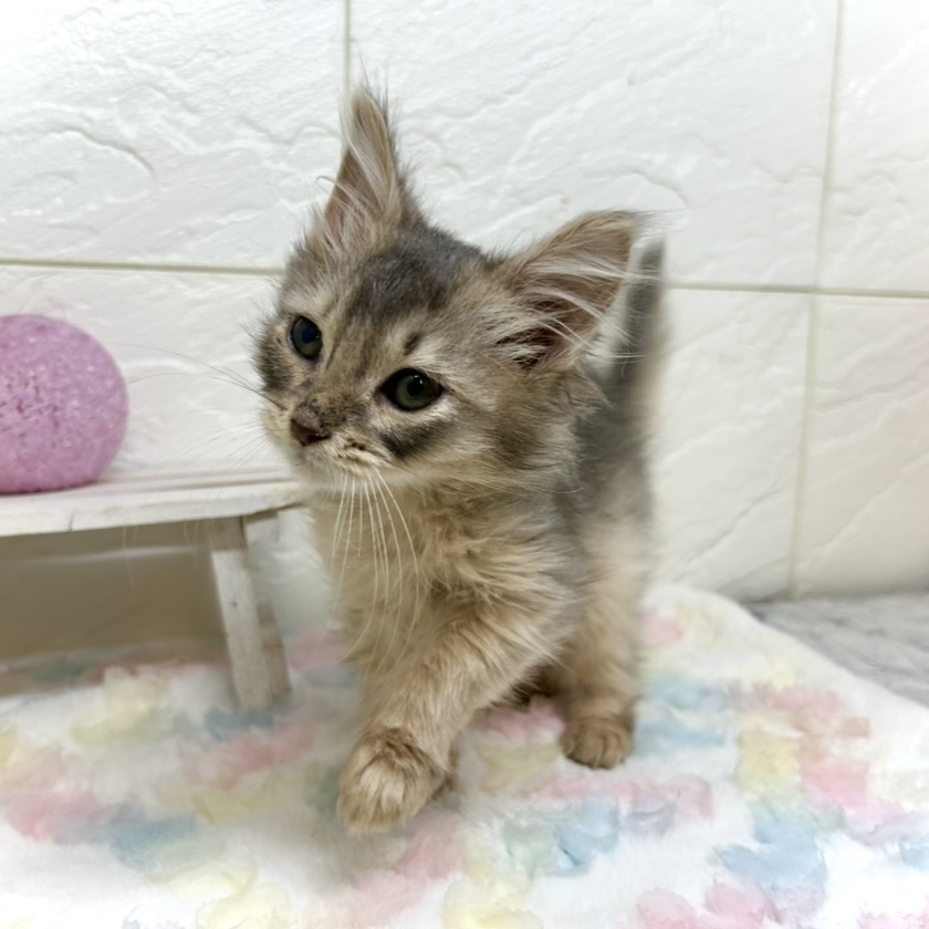 兵庫県のソマリ (犬の家＆猫の里ゆめタウン姫路店/2025年9月27日生まれ/男の子/ブルー)の子猫の4枚目の画像