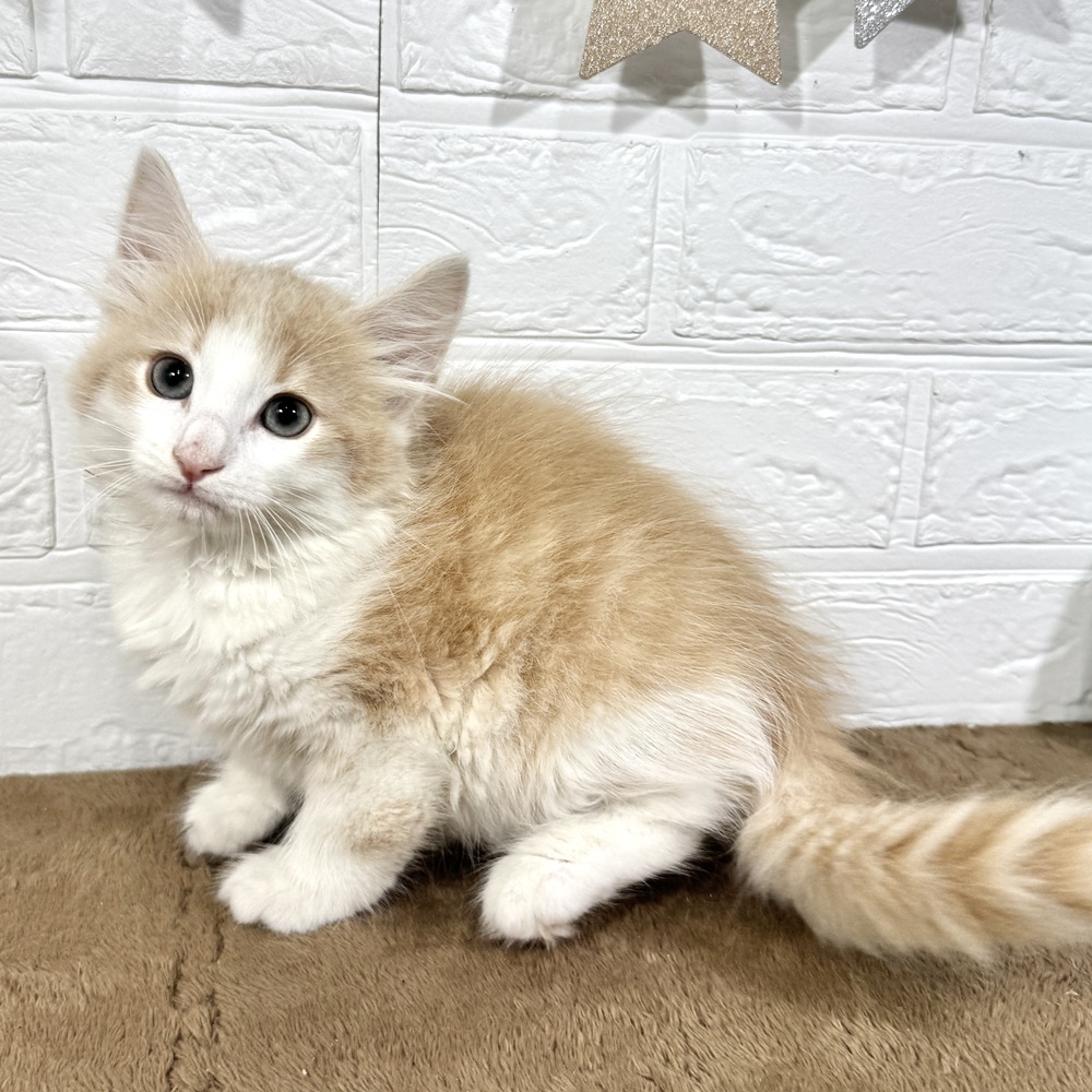 兵庫県のノルウェージャンフォレストキャット (犬の家＆猫の里ニッケパークタウン加古川店/2025年6月20日生まれ/男の子/クリームタビーホワイト)の子猫の4枚目の画像
