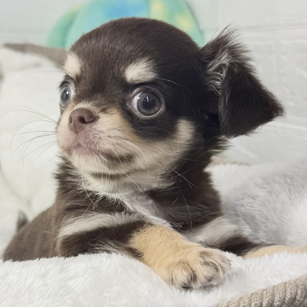 兵庫県のチワワ(ロング) (犬の家＆猫の里ニッケパークタウン加古川店/2026年8月25日生まれ/男の子/チョコレートクリーム)の子犬の4枚目の画像