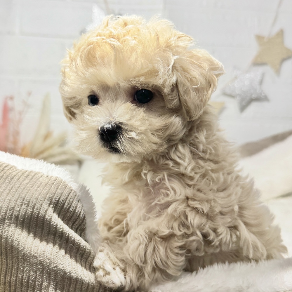 兵庫県のマルプー(マルチーズ×プードル) (犬の家＆猫の里ニッケパークタウン加古川店/2026年8月25日生まれ/男の子/クリーム)の子犬の4枚目の画像
