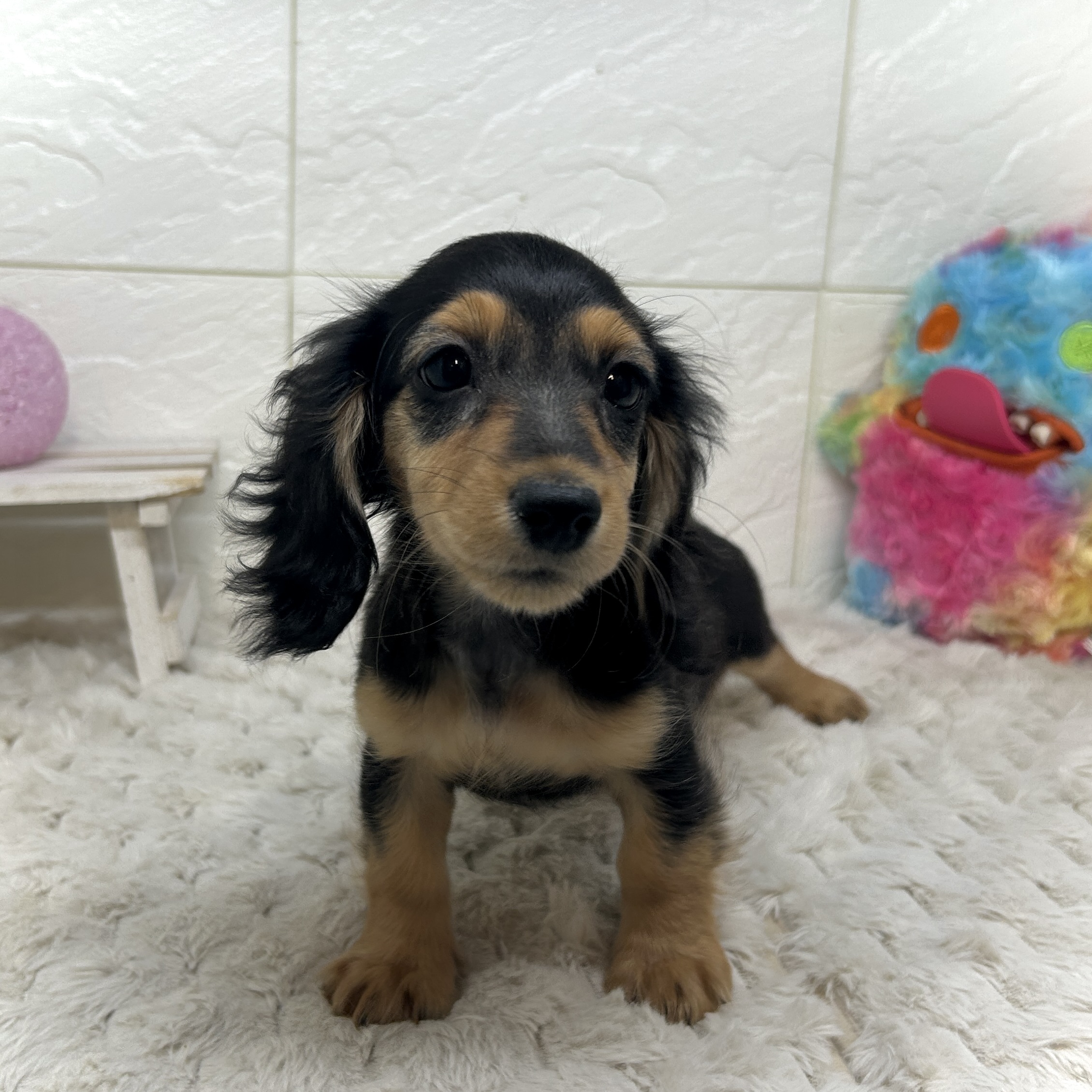 兵庫県のミニチュアダックスフンド(ロング) (犬の家＆猫の里ゆめタウン姫路店/2025年12月1日生まれ/女の子/ブラックタン)の子犬の4枚目の画像