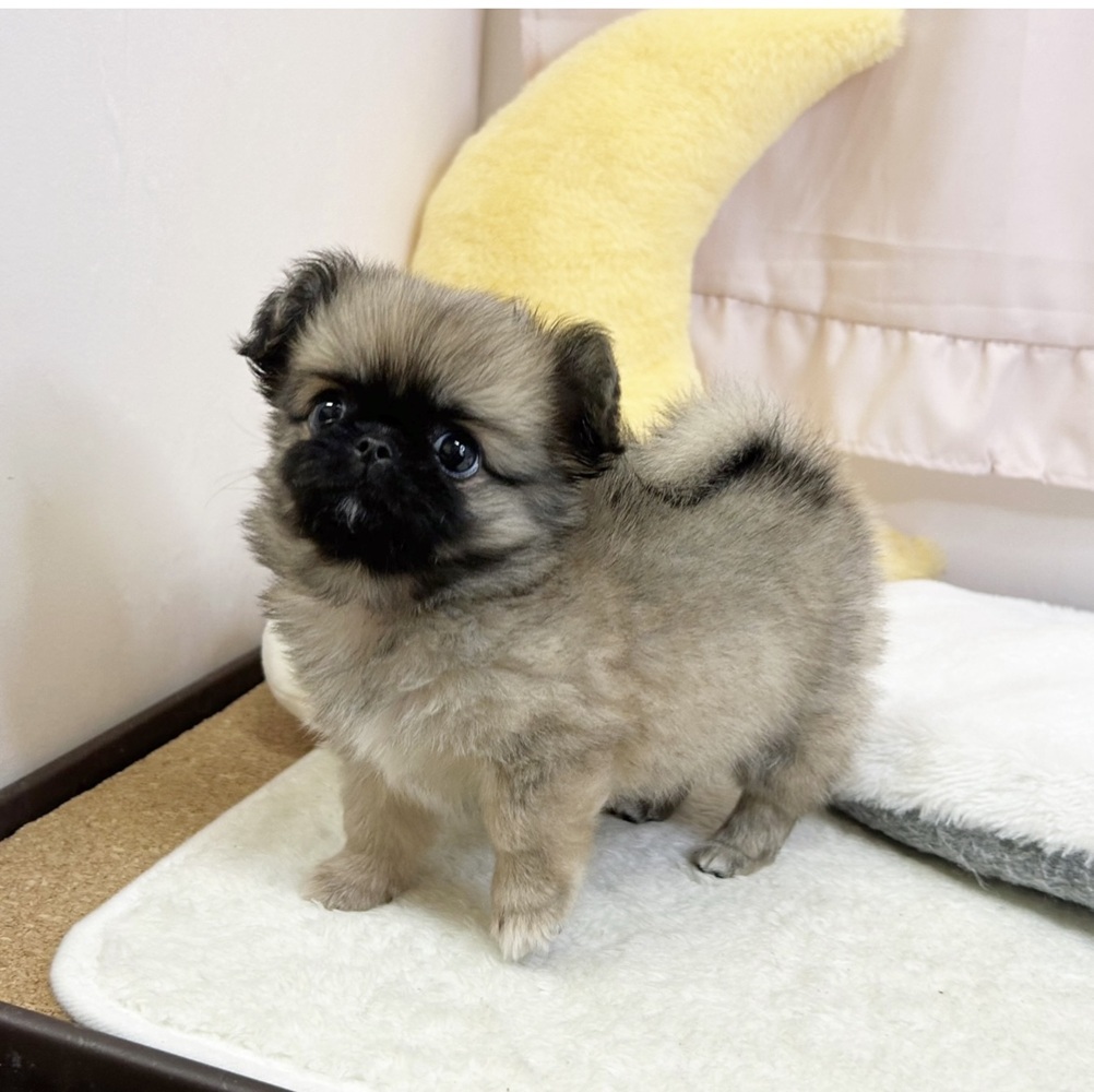 静岡県のチワペキ/ペキチー/ペキチワ(チワワ×ペキニーズ) (犬の家＆猫の里マークイズ静岡店/2026年6月14日生まれ/女の子/フォーンホワイト)の子犬の4枚目の画像