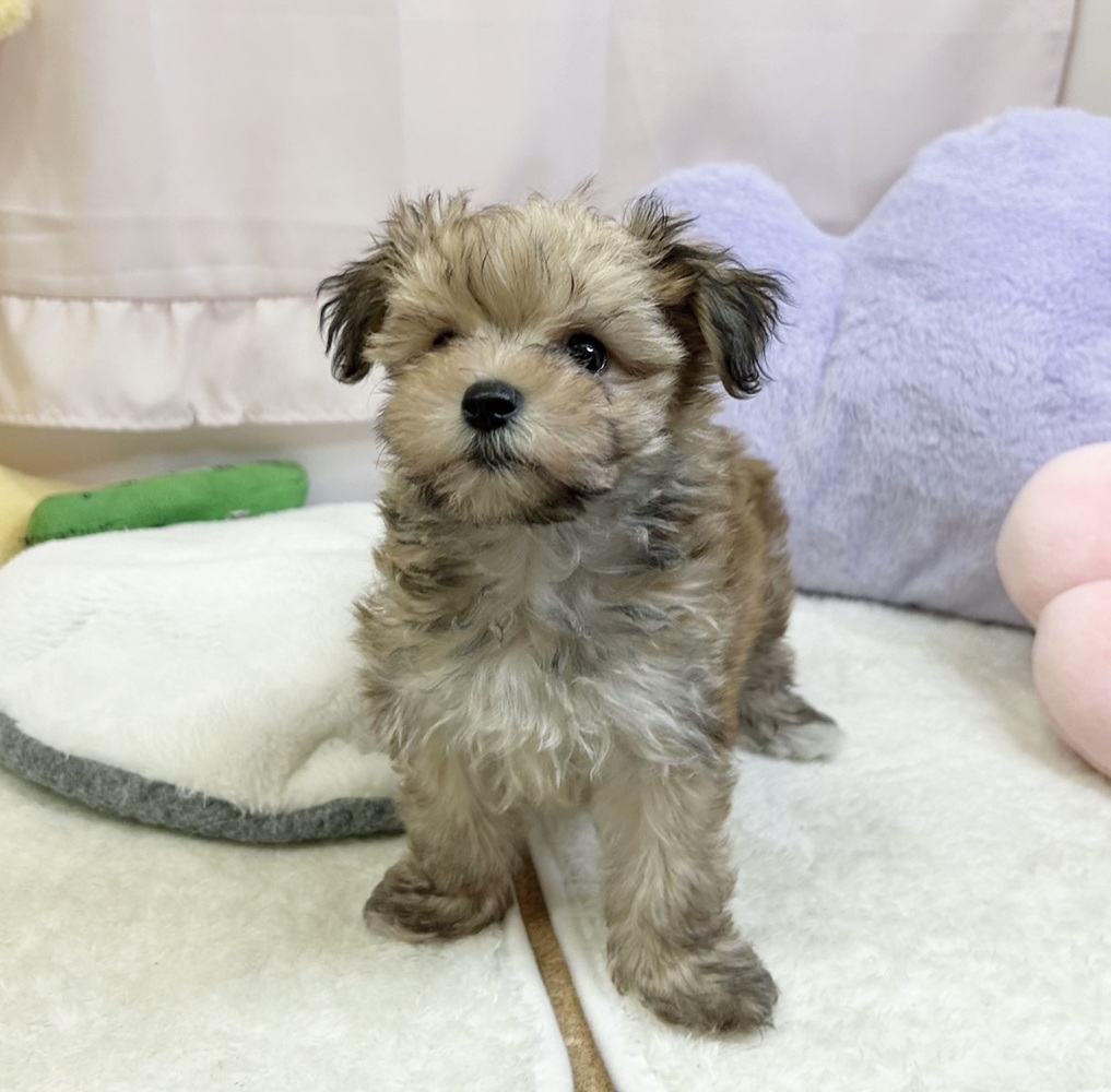 静岡県のマルキー/マルヨーキー(マルチーズ×ヨークシャーテリア) (犬の家＆猫の里マークイズ静岡店/2026年6月15日生まれ/男の子/フォーン)の子犬の4枚目の画像